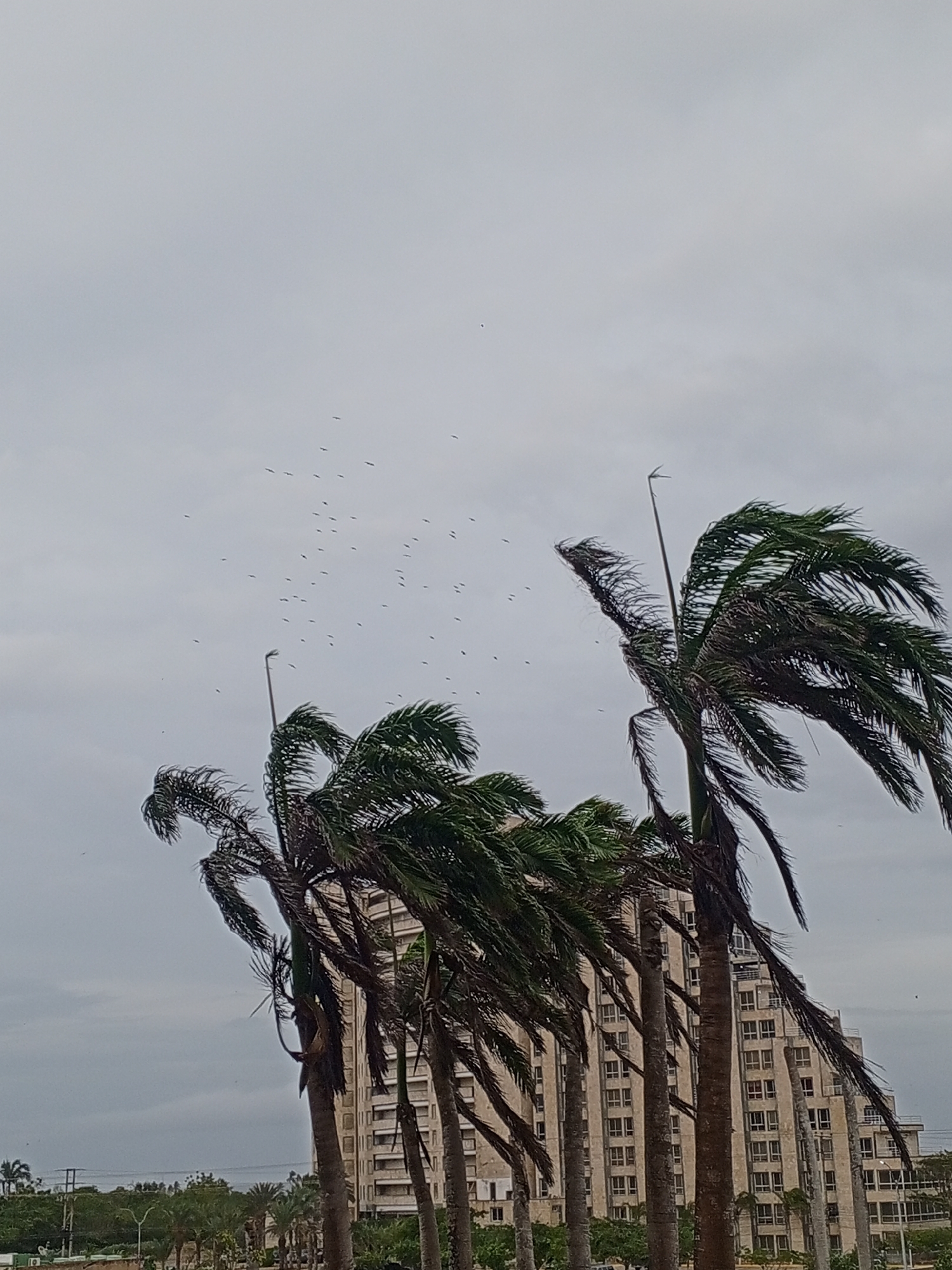 In Porlamar, Venezuela, a cluster of palm trees, their fronds whipped by strong winds, dominate the foreground. Behind them, a multi-story building with numerous windows stands against a cloudy sky. Numerous small birds are visible scattered across the sky. The environment appears to be outdoor, possibly a coastal area given the palm trees, with a muted color palette indicative of overcast weather. No people are visible in the image.