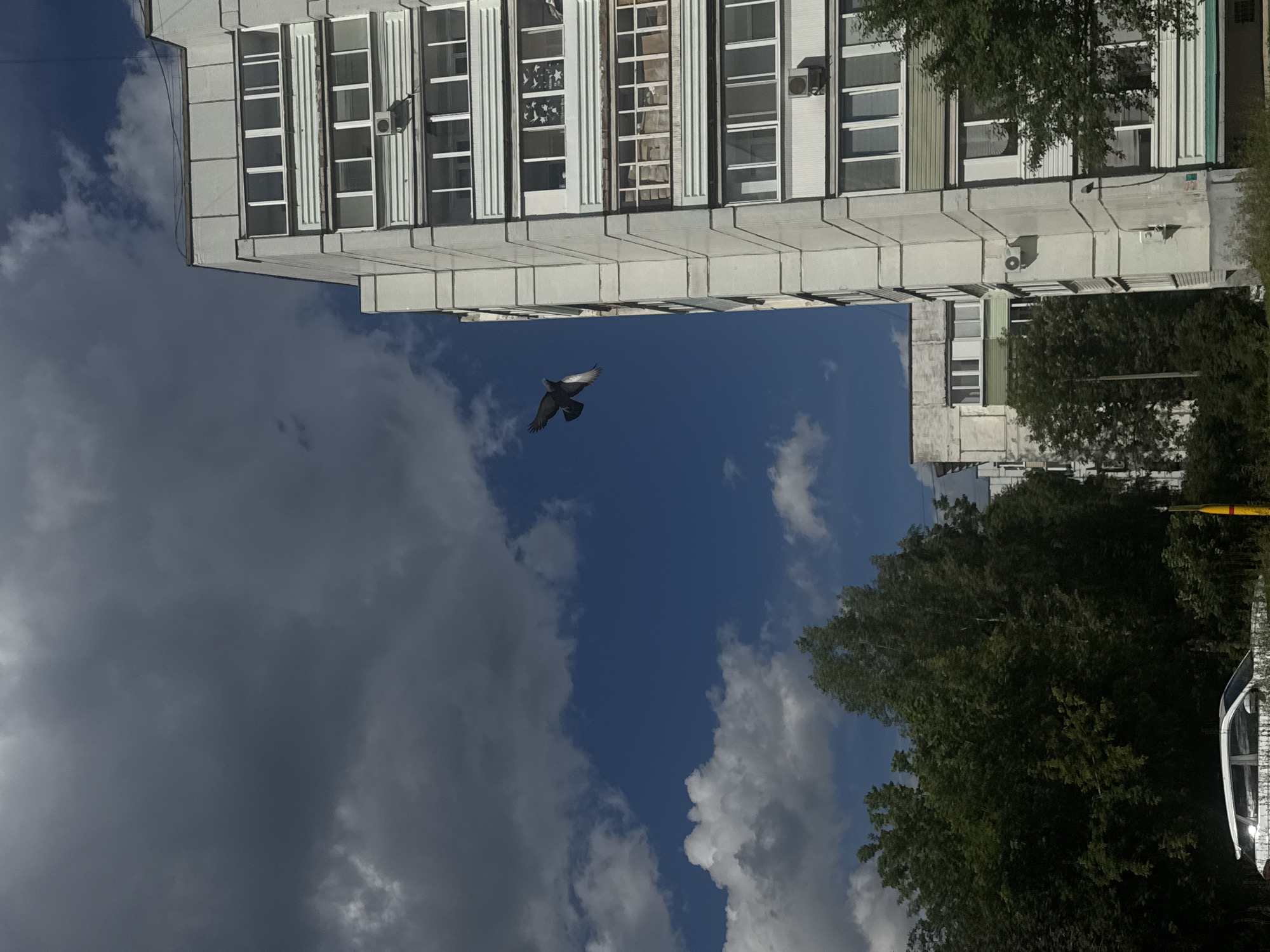 The image depicts a bird flying in a blue sky with scattered clouds. In the background, a light-colored building with multiple windows is visible. The building appears to be made of concrete panels and has an architectural style common in many residential areas. Some windows have blinds or curtains. An air conditioning unit is mounted on the exterior wall of the building.
To the right of the building, lush green trees are prominent, suggesting a natural or park-like setting within or near a developed area. A portion of a vehicle, possibly a car, is visible at the far right edge of the image. The scene is captured from a low angle, looking upwards towards the sky and the building.
The lighting suggests it is daytime. The presence of clouds indicates it is not a perfectly clear day, but the blue sky suggests it is not heavily overcast. The overall mood is somewhat ordinary, capturing a moment of urban nature with a bird in flight against a backdrop of residential architecture and greenery. The image seems to be taken in Chaikovsky, Russia, as per the provided location context. There is no discernible text in the image.
