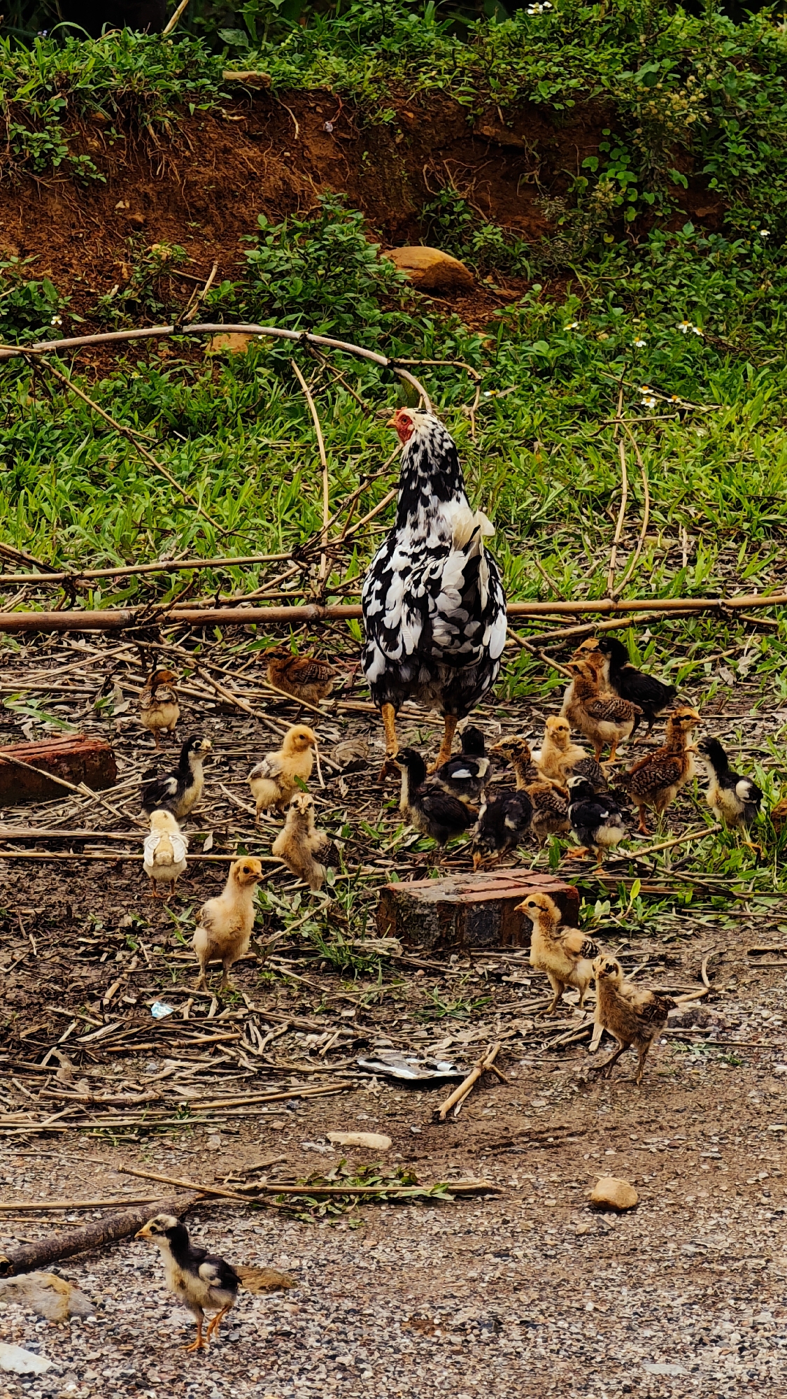 The image depicts an outdoor scene in Dế Xu Phình, Vietnam, featuring a black and white mottled hen accompanied by numerous chicks. The hen, positioned in the upper-middle of the frame with its back to the viewer and head turned slightly left, has a visible red comb and yellow legs. Approximately 20-25 chicks of varying colors, including yellow, dark brown, black, and black-and-white mottled, are scattered across the foreground and midground, some actively foraging or walking.
The ground surface is a heterogeneous mix of reddish-brown soil, light-colored gravel, and sparse green vegetation. Numerous dry sticks and woody debris are strewn across the ground. Several broken or partial red clay bricks are visible, notably to the left and right of the hen, and another in the lower mid-right. In the background, a sloping earthen embankment densely covered with green foliage and some exposed reddish-brown soil rises. A few small, light-colored rocks are also present on the ground and embankment. The scene is illuminated by natural daylight.