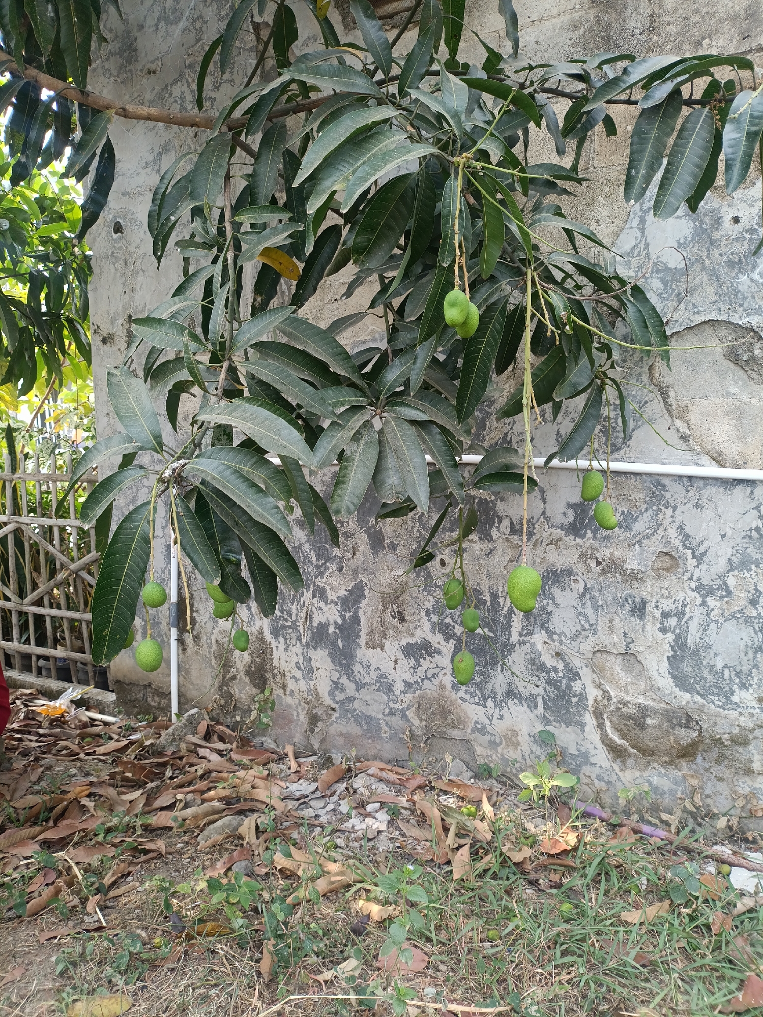 A mango tree with several small green mangoes hangs its branches against a weathered, grey concrete wall. The ground beneath the tree is covered with dry leaves and some patches of grass. In the background, a light-colored wooden fence is partially visible. A white pipe runs horizontally across the wall. The overall scene suggests an outdoor environment in a residential or less developed area.