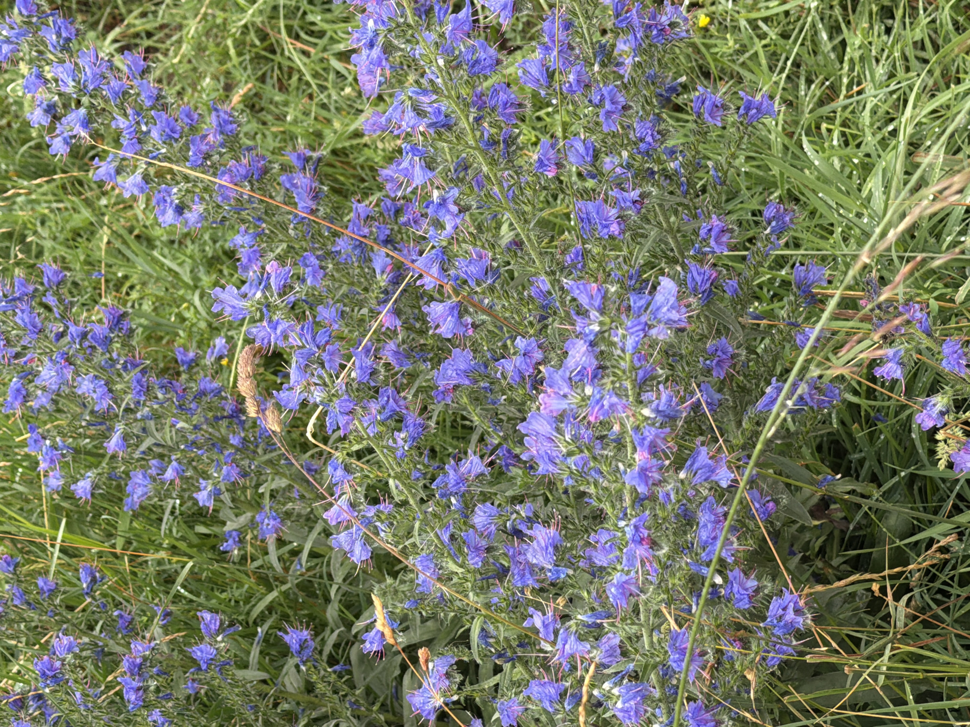 This is a medium-shot, eye-level, vertical, outdoor photograph of a dense patch of blue viper's bugloss flowers. The flowers are a vibrant purple-blue with pinkish stamens. They grow on tall, hairy stems and are surrounded by green grass. There are also a few dried grass stalks and some small yellow flowers visible in the background. The scene is slightly blurred, giving a soft focus effect. The lighting is natural and appears to be overcast.