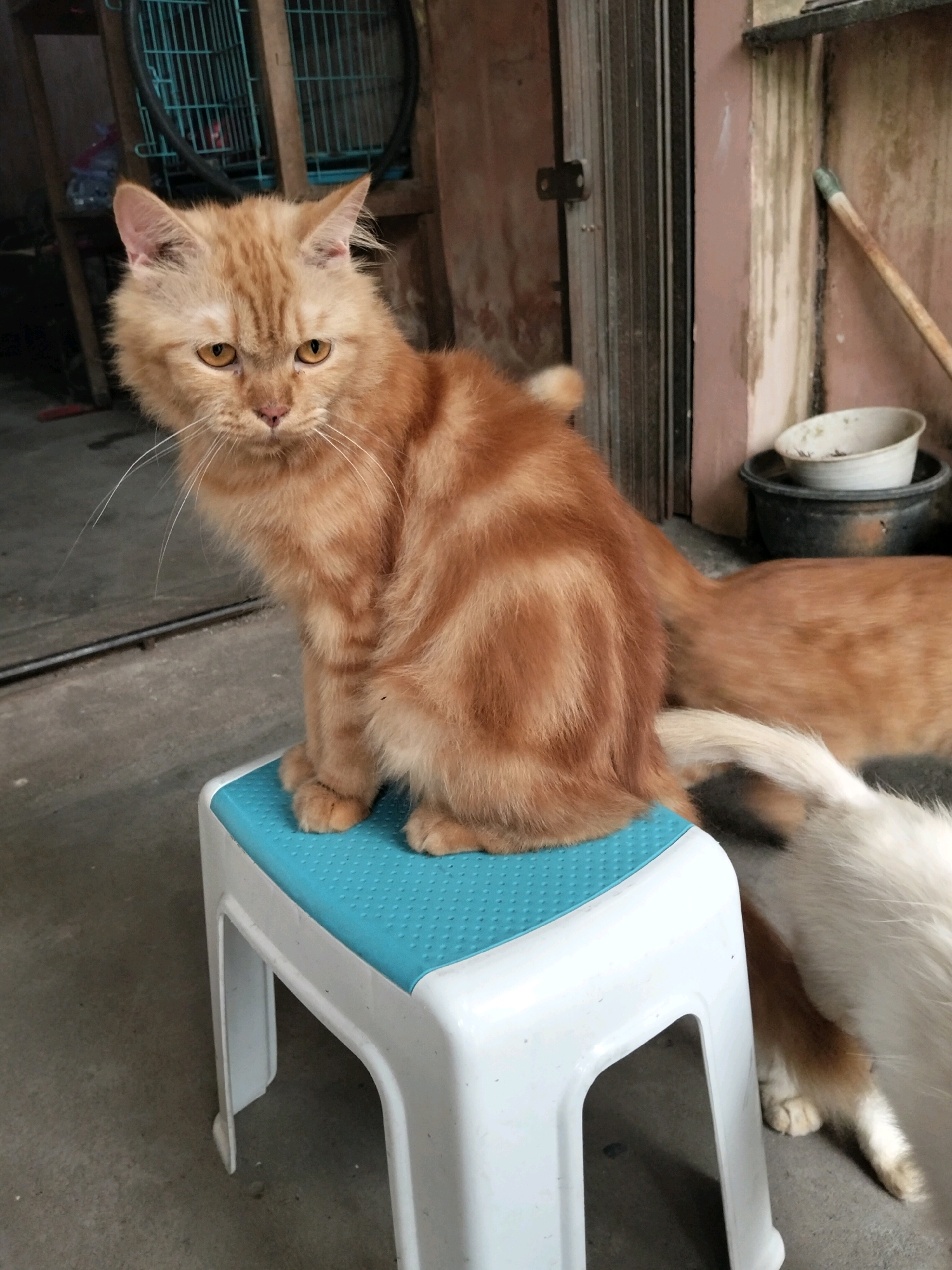 An orange tabby cat with long fur sits on a small white stool with a turquoise textured seat, facing left. The cat's tail is curled around its body. To the right of the cat, partially visible, is another cat, mostly its hindquarters and tail, which appears to be white with orange and brown markings. They are situated outdoors on a concrete surface, with a weathered wall and a metal door visible in the background. A blue cage and wooden structures are also present. The scene appears to be in a residential or communal outdoor area in Arang Limbung, Indonesia.