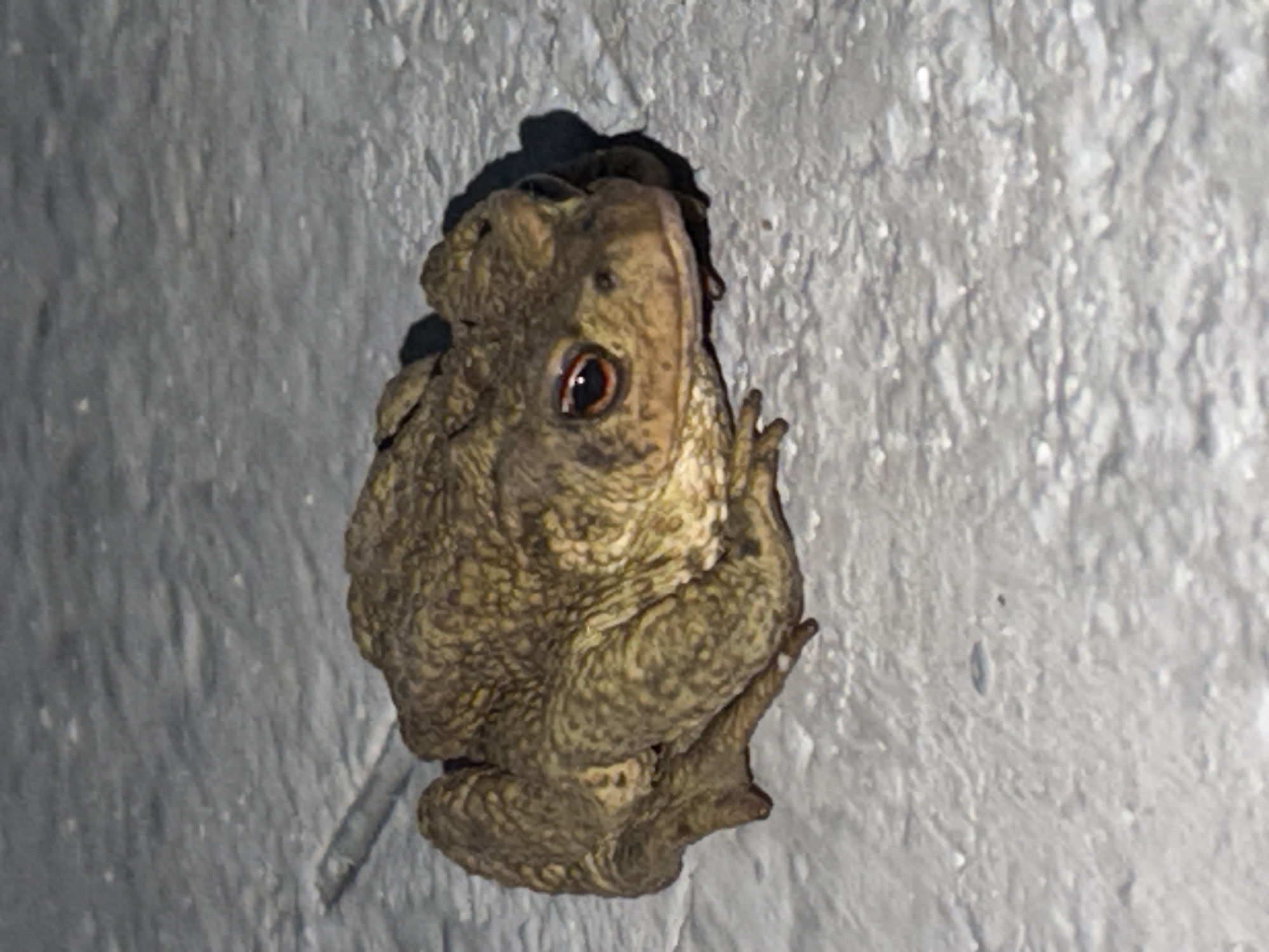 The media file features a close-up, top-down view of a toad clinging to a textured, light-colored vertical surface, possibly a wall. The toad is predominantly brown and green with a bumpy, camouflaged texture. Its large, dark eye with a reddish-brown iris is clearly visible, looking towards the viewer. The toad's body is compact, with its legs appearing to be tucked in or gripping the surface. A dark shadow is cast behind the toad, suggesting a light source from above and slightly to the left, indicating it might be nighttime or a dimly lit area. The textured surface is uneven and appears to have some small indentations or irregularities. The overall impression is of a creature seeking refuge or resting in a somewhat hidden spot. There is no visible text in the media file. The provided location context of Tashtagol, Russia, suggests a potentially natural or semi-natural environment where such a toad might be found.
