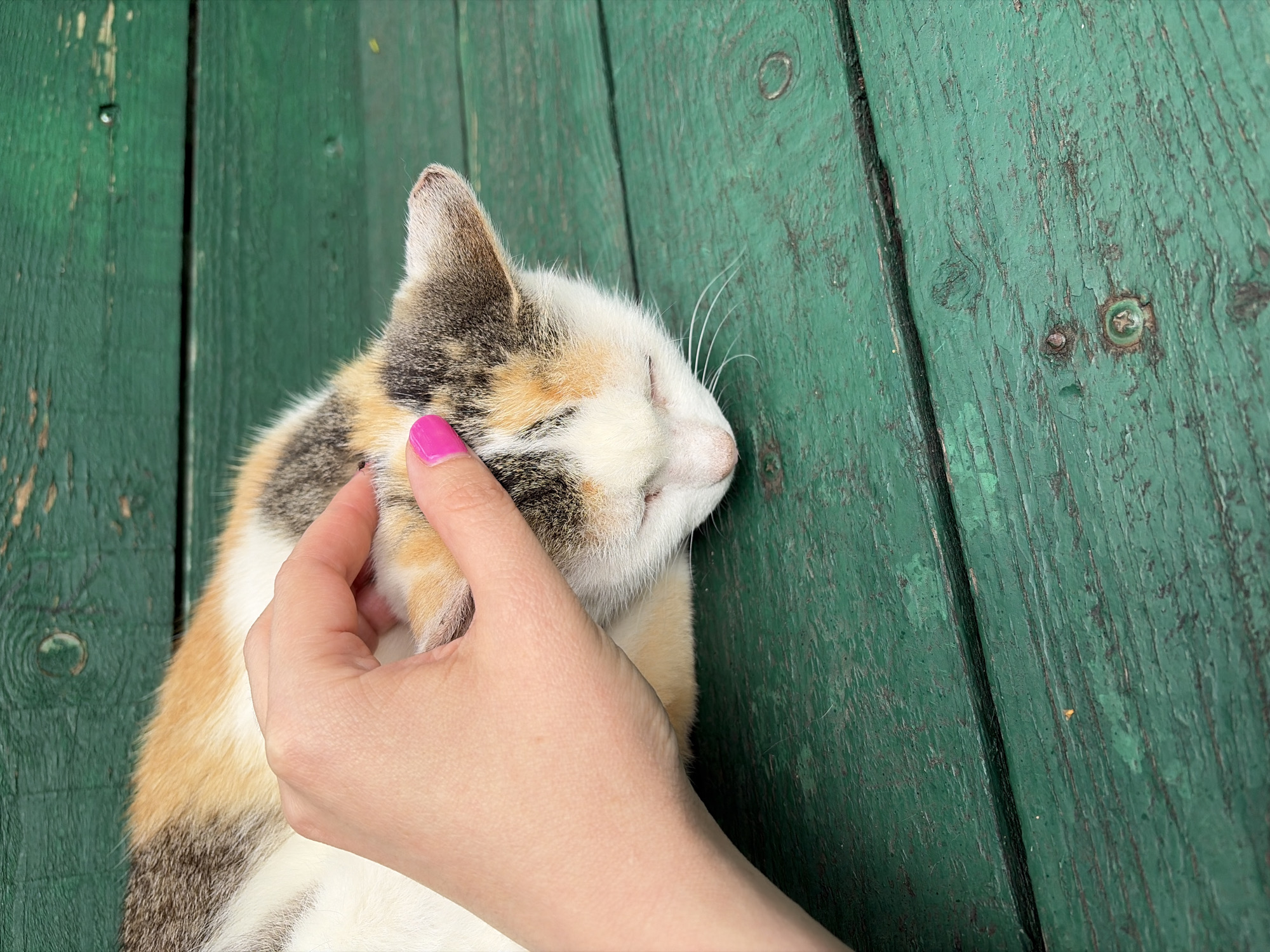 A person's hand with bright pink nail polish is gently stroking the head of a calico cat that is lying down on a weathered green wooden surface. The cat's eyes are closed, and its fur is a mix of white, orange, and black. The wooden surface appears to be part of a bench or table, with visible grain and some peeling paint, suggesting it is outdoors. The lighting indicates it is daytime. The location is Podolsk, Russia.