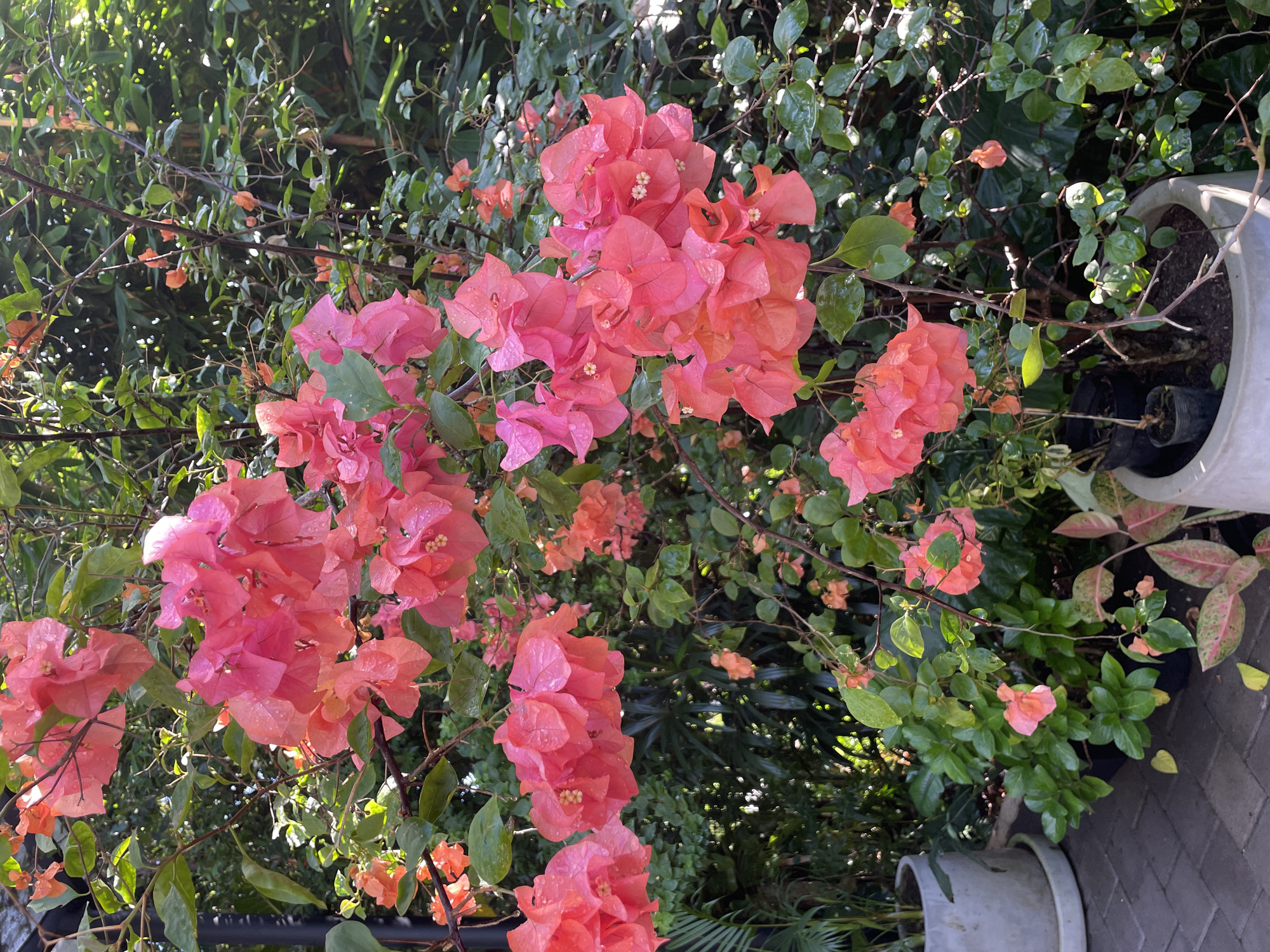 The image shows a vibrant bougainvillea plant with pink and orange flowers, seemingly after a light rain, as water droplets are visible on the petals and leaves. The plant is interspersed with smaller green foliage and is partially contained within a grey pot, which sits on a paved surface, possibly a patio or walkway. Other potted plants are visible in the background. The location is unknown.