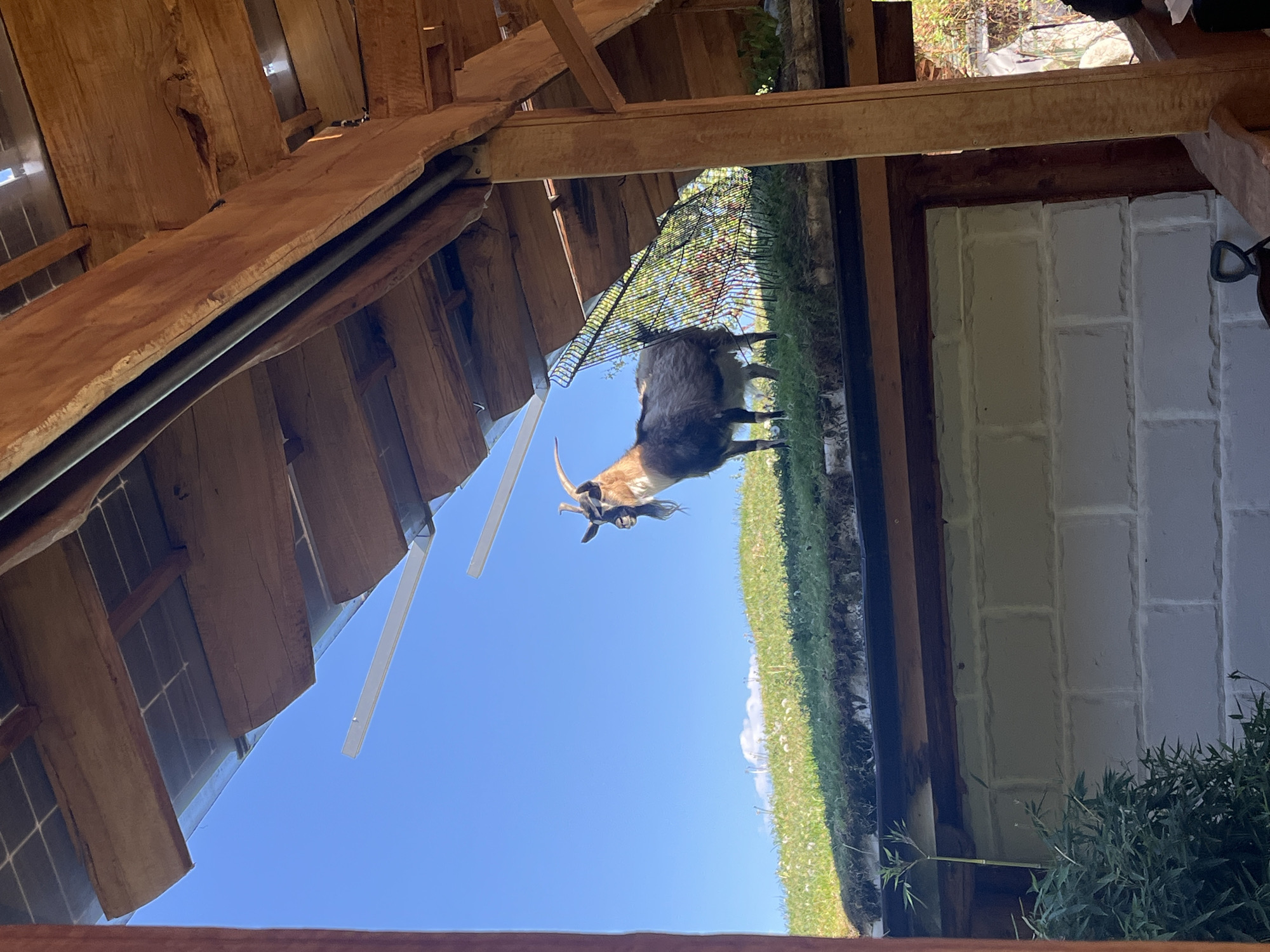 Captured from a low vantage point beneath a partially constructed wooden structure, the image presents a view of a goat against a backdrop of clear blue sky. The location is identified as Slokoshtitsa, Bulgaria. The goat, positioned near a wire fence atop a grassy area, appears to be the central subject. Adjacent to the grassy area is a white brick wall. The foreground is composed of the underside of a wooden structure with exposed beams and metal supports, indicating an ongoing construction.