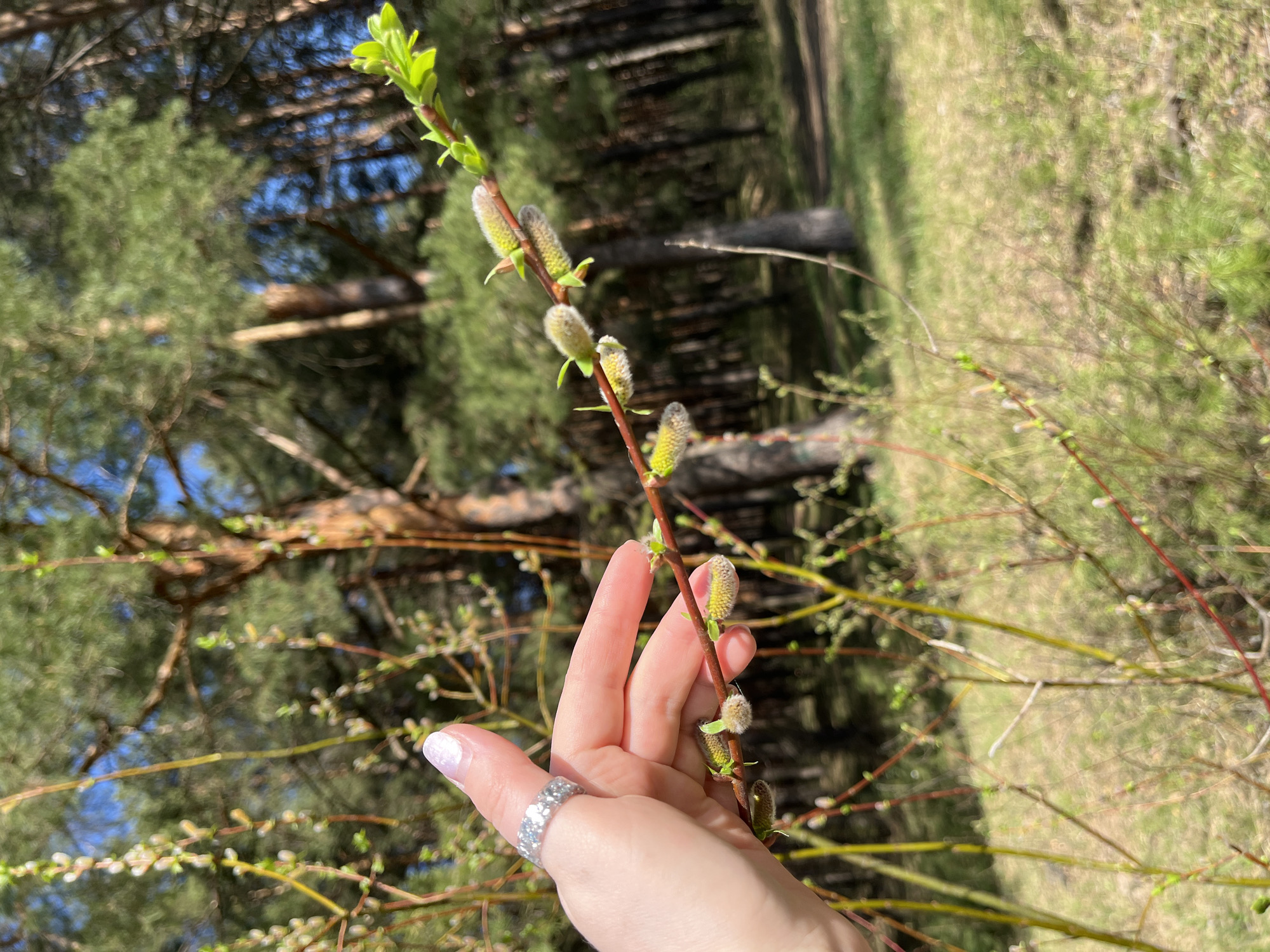 A person's hand is holding a budding branch in an outdoor setting. The person is wearing a decorative silver ring on their left ring finger with white manicured nails. The branch is light brown with fuzzy, green and silver catkins in various stages of bloom. In the background are trees with a blue sky peaking through the canopy. There are also bushes with budding branches and some dead grasses visible. This image was taken in Chaikovsky, Russia.