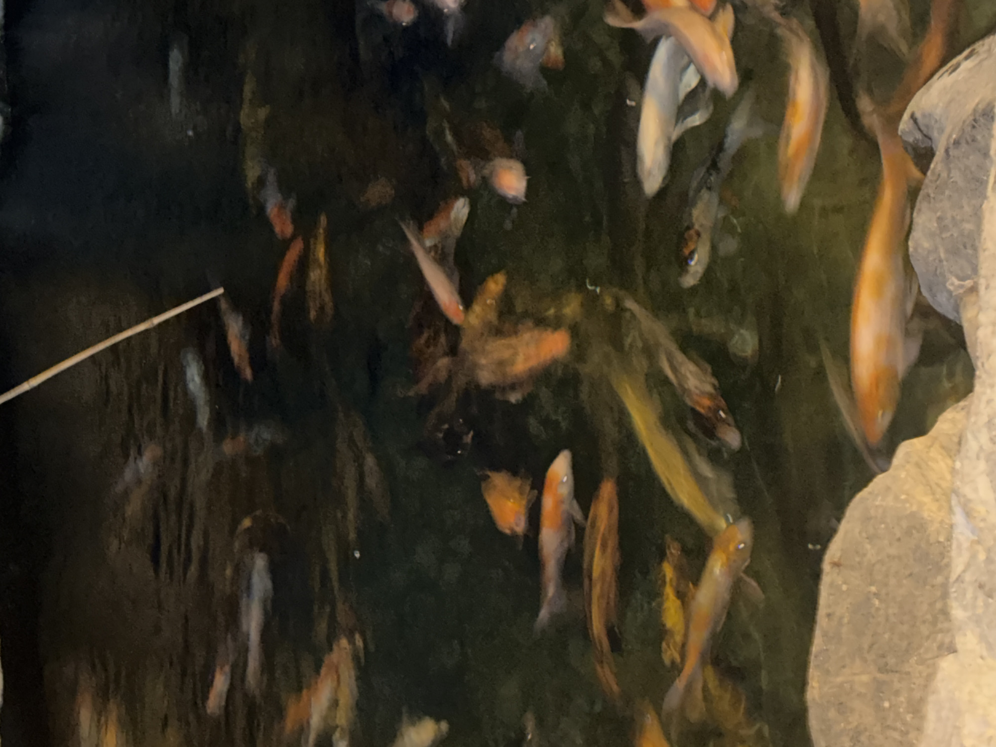 The image depicts a close-up, overhead view of a body of dark water teeming with numerous koi fish. The fish are of various colors, including orange, white, and gray, with some exhibiting distinctive patterns. They are swimming in different directions, suggesting natural movement within their habitat. The water is murky, and submerged rocks are visible in the foreground and scattered throughout the scene, along with some plant debris. A thin, light-colored object, possibly a stick or reed, enters the frame from the top edge. The lighting appears to be dim, creating a shadowed environment. The scene is likely an outdoor pond or water feature. There are no people or buildings clearly identifiable in this image, making it impossible to ascertain its specific location within Mộc Châu, Vietnam.