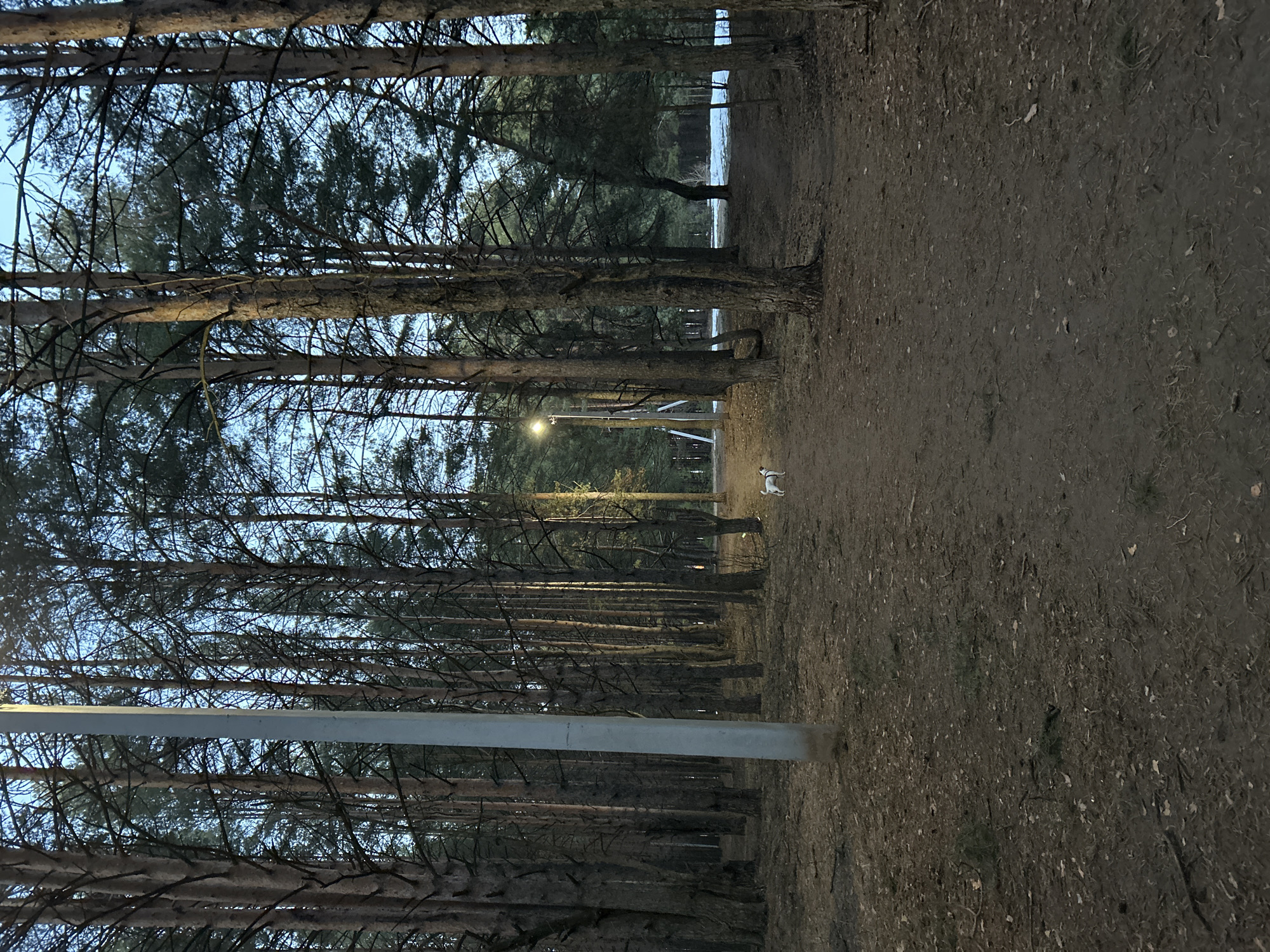 The image depicts a dirt path in a forest, likely a park or wooded area. Tall pine trees line both sides of the path, their branches reaching towards the sky. A street lamp illuminates a section of the path. A single dog of white and brown coloring stands on the path. The trees suggest a location of the city of Chaikovsky, Russia. The overall lighting is low, indicating either early morning, late evening, or overcast conditions. The ground is covered with fallen pine needles and leaf litter.