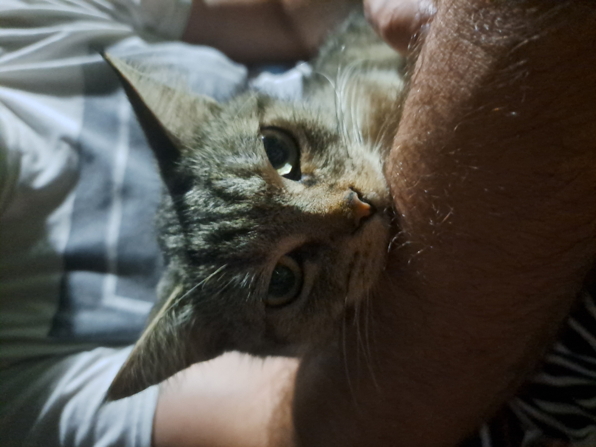 In Vypasne, Ukraine, a close-up, head-and-shoulders shot focuses on a tabby cat being held by a person. The cat's face is the primary subject, with its ears perked forward and its gaze directed at the camera. One eye appears slightly more open than the other, giving the cat a somewhat quizzical or intense expression. The cat's fur displays classic tabby markings of gray and black stripes.
The cat is resting on the arm and chest of a person, whose skin is visible and appears hairy. The person is wearing a light-colored t-shirt with dark horizontal stripes across the chest. The background is blurred, showing the person's torso and the pattern of their shirt. The lighting is dim, with a light source possibly coming from the front and slightly above the cat, casting shadows and highlighting certain features of the animal's face. The overall impression is an intimate, candid moment between a pet and its owner.
