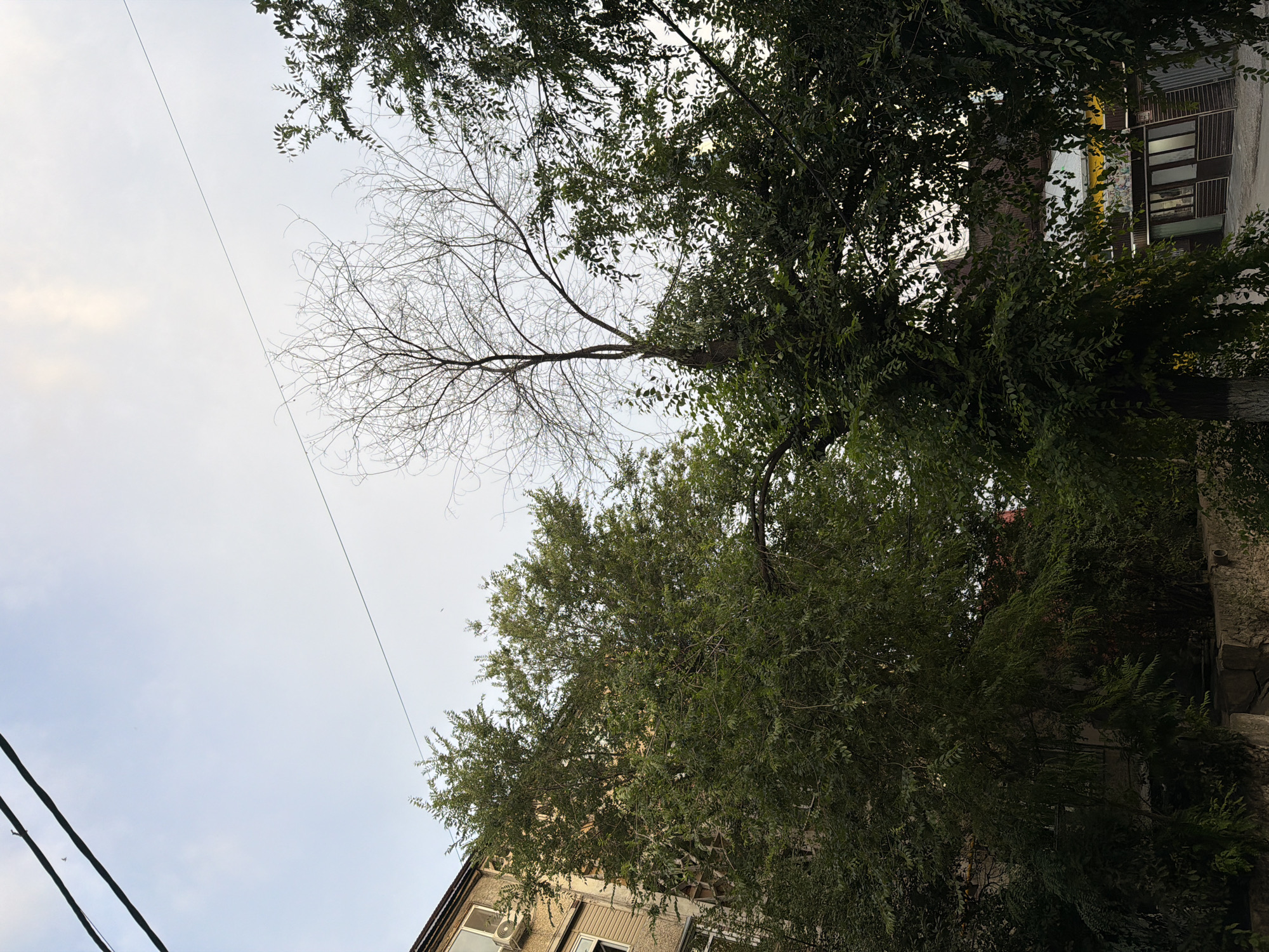 The image shows a view of a tree-lined street in Shymkent, Kazakhstan, with buildings and power lines visible. In the foreground, there are lush green trees with dense foliage, obscuring parts of the buildings behind them. To the left, a multi-story building with windows and an air conditioning unit is partially visible. In the center of the image, a bare tree with intricate branches stands out against the sky, suggesting it may be out of season or a different species. To the right, more green trees are present, with some of their branches reaching into the frame. Power lines are stretched across the upper part of the sky. In the background, more buildings and what appears to be storefronts with awnings can be seen. The sky is overcast with a pale, diffused light. The overall impression is of an urban environment with a significant presence of vegetation, likely during the daytime.