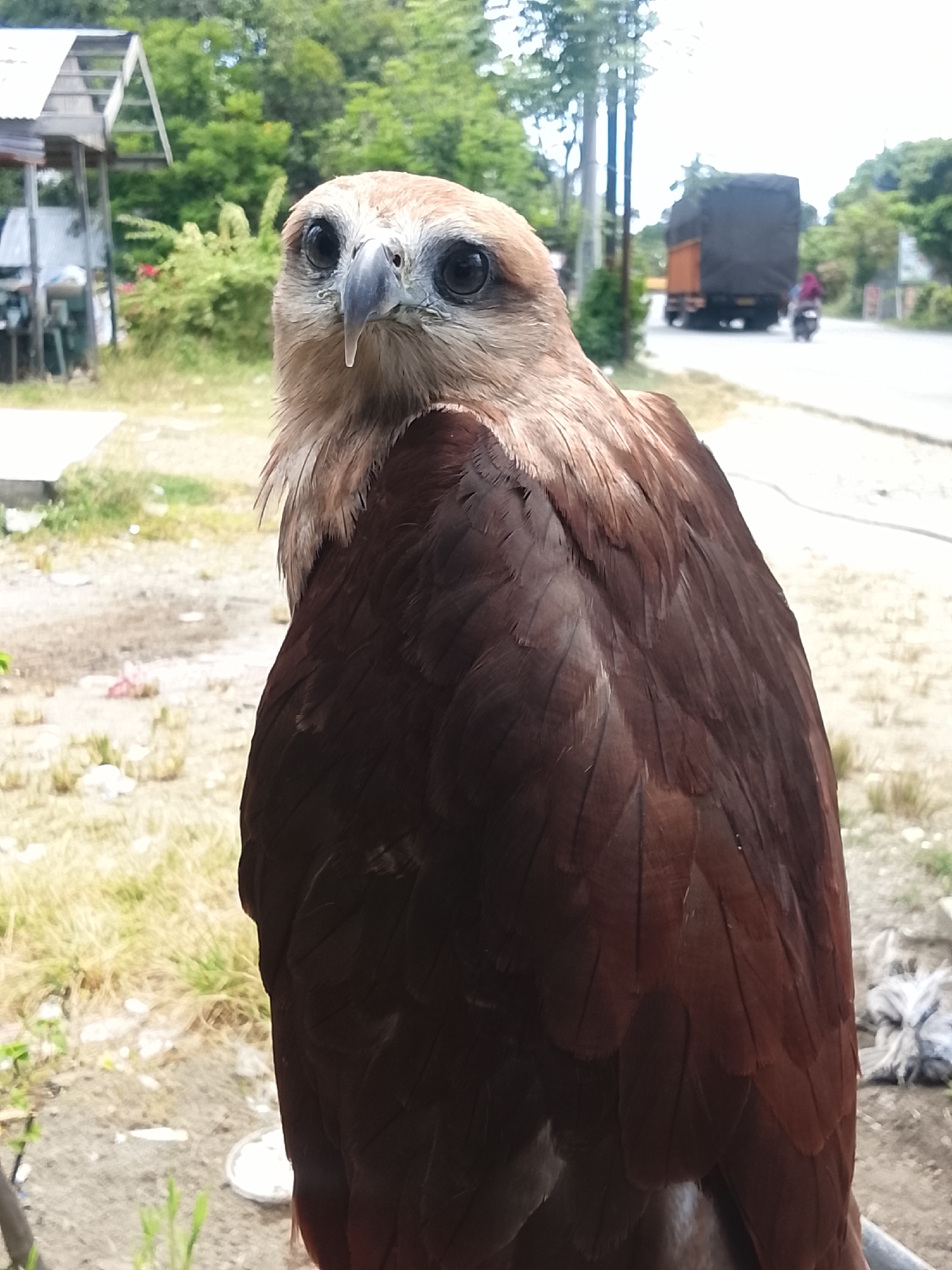 In Kuta Trieng, Indonesia, an eagle with brown feathers and a lighter colored head and neck is positioned in the foreground, facing the camera. The eagle's eyes are dark and prominent, and its beak is dark and hooked. Its body is largely obscured by its wings and plumage, which are a deep reddish-brown. In the background, a paved road is visible with a truck and a motorcycle. Trees and vegetation line the side of the road. To the left of the eagle, a simple structure with a corrugated metal roof and wooden supports is present, with some greenery behind it. The ground in the foreground appears to be dirt and dry grass. The sky is overcast.