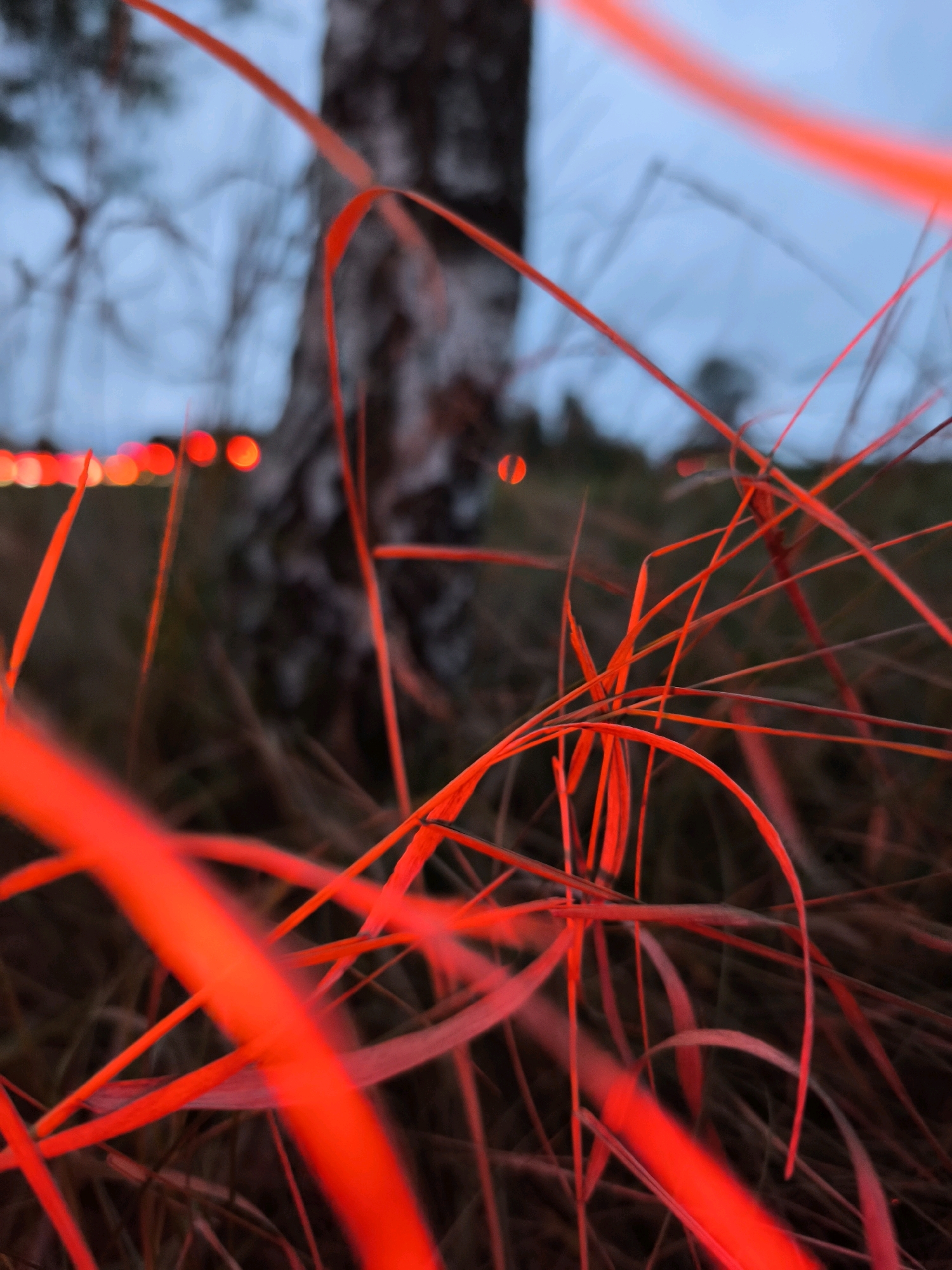 The image captures a close-up view of dried grass illuminated by a vibrant red light, creating a striking contrast with the muted, blurred background. In the background, a birch tree trunk is partially visible, its bark textured and light-colored. Beyond the tree, the sky is a soft blue-gray, suggesting either dawn or dusk. A line of out-of-focus red and orange lights, possibly from a vehicle or distant streetlights, stretches across the lower left portion of the image. The foreground is dominated by thin blades of grass, some appearing dry and straw-like, all intensely colored red by the artificial light source. These blades crisscross and overlap, creating a dense, almost abstract pattern. The overall impression is one of an artistic and somewhat surreal natural scene, with the red light transforming the ordinary landscape into something otherworldly. The location in the city of Mahilyow, Belarus, is not discernible from the visual elements of the image itself.