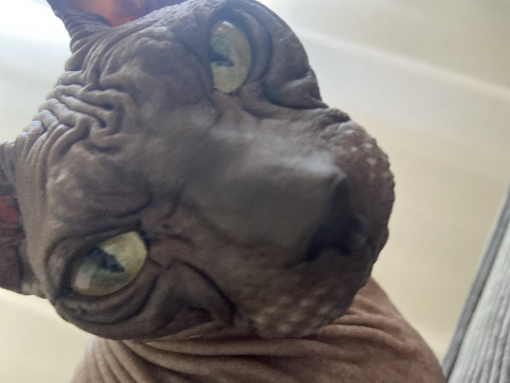 A close-up, low-angle shot captures the head of a Sphynx cat against a blurred background. The cat's wrinkled, dark brown skin is prominent, particularly on its face and body. Its large, greenish-yellow eyes are the focal point, with one eye appearing slightly more in focus than the other. The cat's ears are small and pointed. The overall lighting is soft and diffused. No specific location in Revda, Russia, can be identified from this image.
