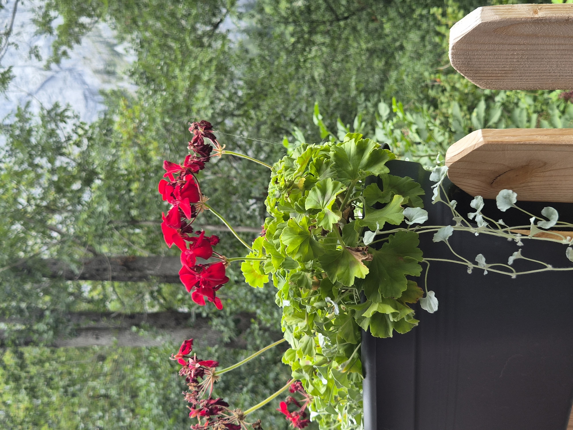 In Eisenerz, Austria, a dark planter box filled with vibrant green foliage and red geraniums sits on a wooden fence. The planter is positioned outdoors, with lush green trees forming a dense backdrop. Beyond the trees, a blurry mountain landscape is visible, hinting at the mountainous terrain surrounding the city. A delicate vine with small, silver-green leaves trails down from the planter, adding a touch of softness to the scene. The wooden fence posts in the foreground are weathered, suggesting they are part of an outdoor enclosure. The image captures a peaceful, natural setting, likely a garden or balcony overlooking a scenic view.