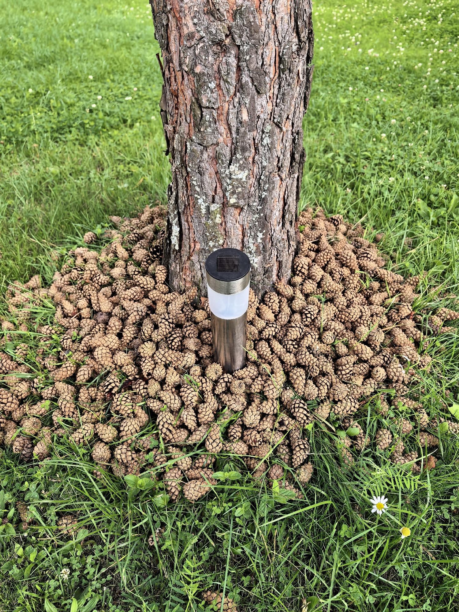 In Pavlovsky Posad, Russia, a photograph captures the base of a tree trunk. The trunk is textured with rough, reddish-brown bark and some patches of lichen. Surrounding the base of the tree is a dense layer of fallen pine cones, creating a natural mulch. In the center of the pine cone accumulation, a silver solar-powered garden light stands upright, its top emitting a soft white glow. The scene is set against a backdrop of green grass, with scattered clover and a small white daisy visible in the lower right portion of the frame. The overall impression is one of an outdoor garden or park setting.