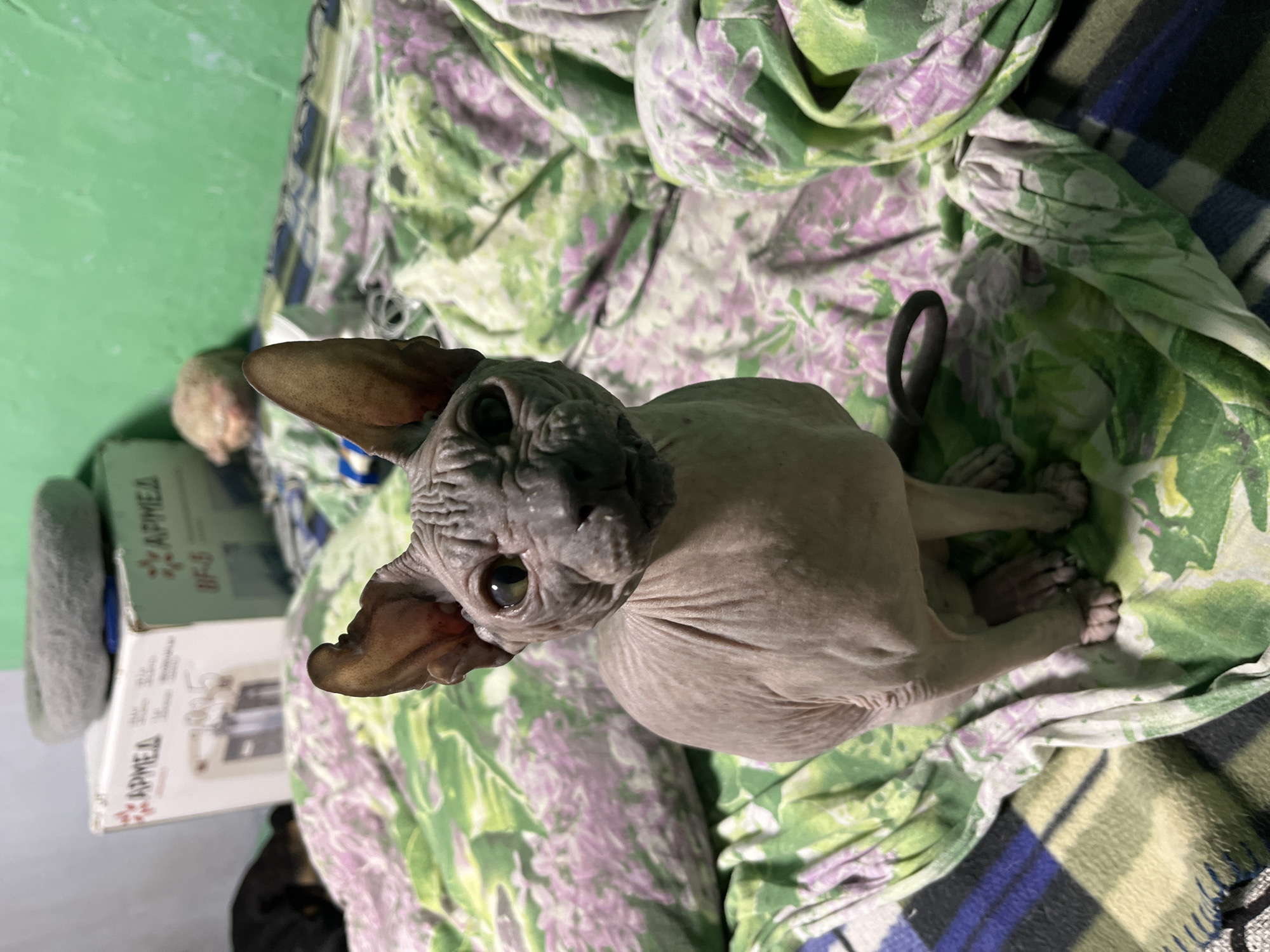 An overhead shot captures a Sphynx cat sitting alertly, looking directly at the viewer with curious green eyes. The cat's distinctive hairless, wrinkled skin appears in shades of light gray and pinkish-brown, highlighting its prominent, pointed ears. Its slender, dark tail is curled behind it on the bedding, and its front paws are visible on the fabric.
The setting is indoors, with the cat resting on a soft surface covered by layered fabrics. The immediate bedding features a vibrant light green and purple floral or leaf pattern. Beneath this, a blue, green, and white plaid blanket is partially visible to the right. The background on the left consists of a plain light green wall.
To the lower left, a cardboard box is visible, leaning against the wall. Clearly legible text on the box includes the Cyrillic word "АРМЕД" (likely "ARMED") and the alphanumeric code "BF-5," along with other smaller, less distinct characters and a logo. The lighting is bright and even, suggesting either daylight or well-lit artificial interior conditions. The overall scene conveys a domestic and calm atmosphere, focusing on the unique appearance of the feline subject. Given the Cyrillic text, the location context of Nizhny Tagil, Russia, is consistent with the visible details.