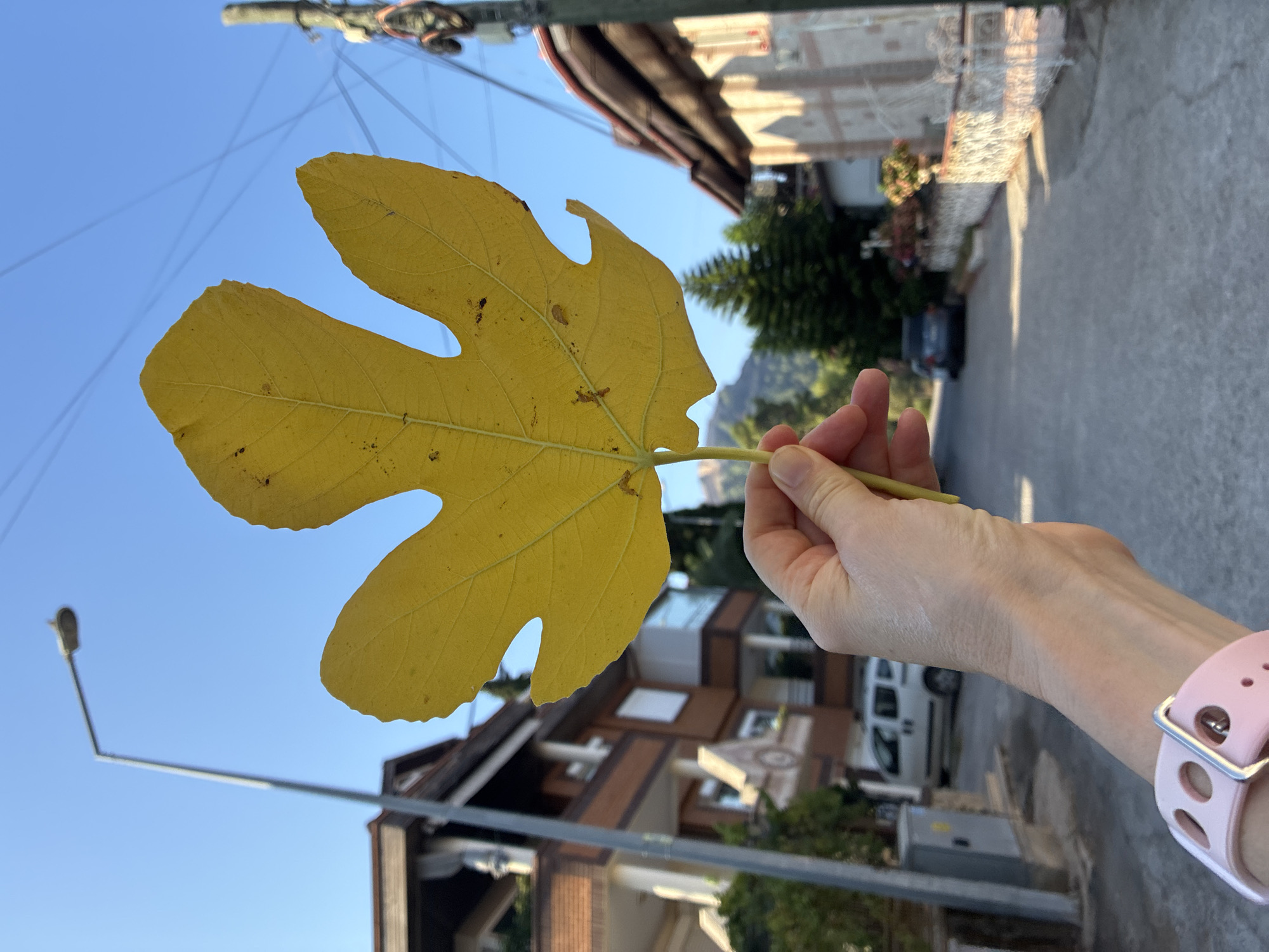 A person's hand holds a large, yellow, five-lobed fig leaf in front of a street scene in Alanya, Turkey. The leaf is illuminated by sunlight and has visible veins and some small brown spots. The hand is wearing a light pink watch with a silver buckle. In the background, a paved street runs uphill. On the left side of the street, there is a multi-story building with brown and white accents, a street lamp, and a grey utility box. A white van is parked in front of the building. On the right side of the street, there are more buildings with tiled roofs and decorative fences. A dark-colored car is parked further up the street. Telephone wires crisscross the clear blue sky. Trees and a mountain are visible in the distance.