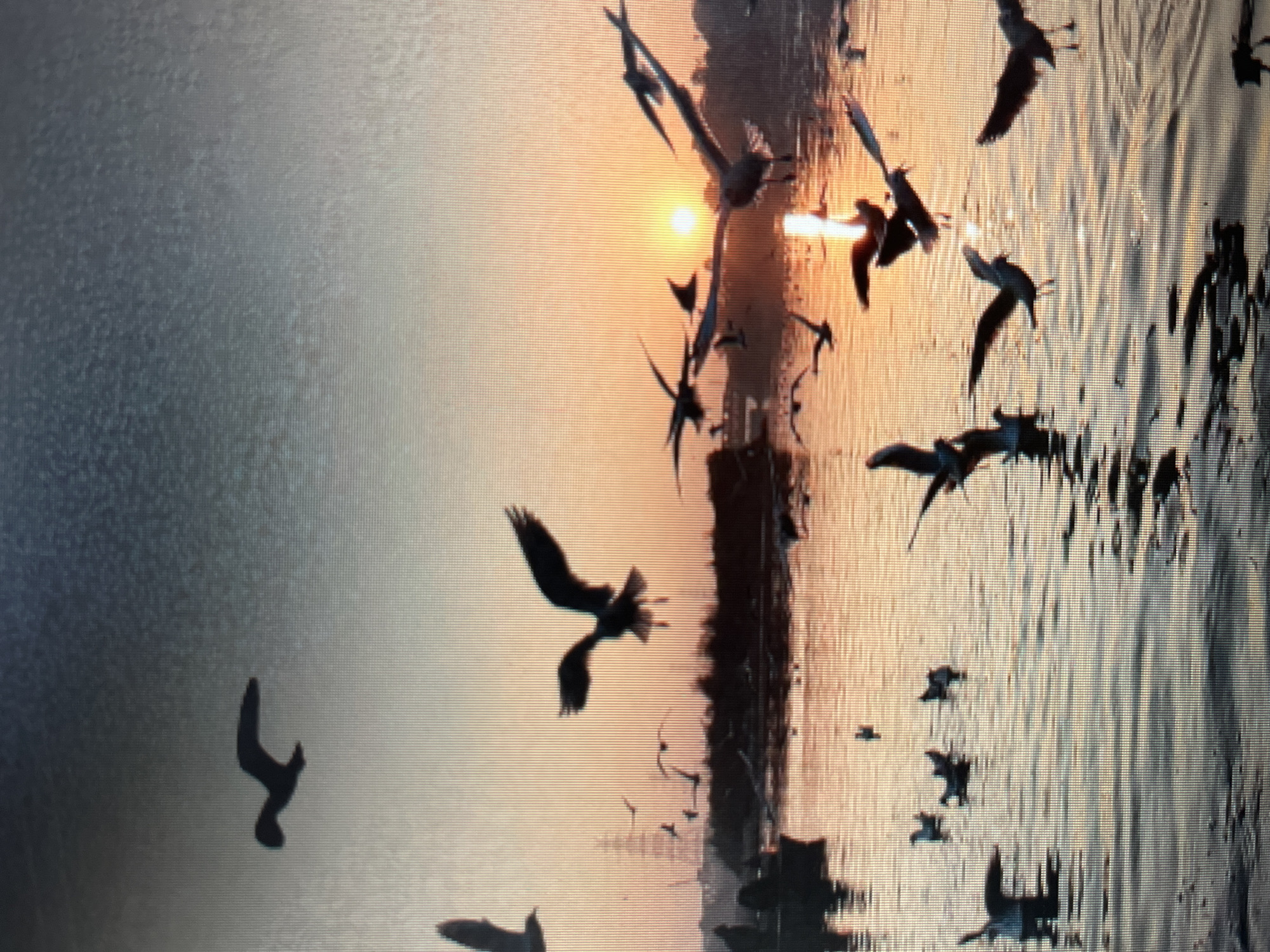 A flock of seagulls are captured in flight over a body of water, with a sunset painting the sky in hues of orange and yellow. In the background, a silhouette of buildings, possibly a temple or mosque, can be seen against the vibrant sky, hinting at a location like the city of Sejahtera, Indonesia, known for its coastal landscapes and historical architecture. The water reflects the warm colors of the sunset, creating a serene and tranquil atmosphere. Some birds are flying low over the water, while others are soaring higher in the sky. A few boats are visible on the water, suggesting human activity in the area. The overall scene depicts a picturesque view of nature's beauty and the peaceful coexistence of wildlife and human settlements.
