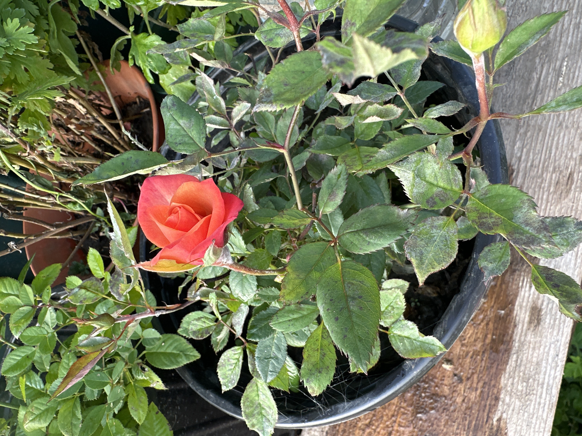 A close-up, high-angle shot captures a vibrant coral-colored rose in full bloom, positioned slightly off-center to the right within a black plastic pot. The rose is surrounded by its green foliage, some of which displays dark, irregular spots indicative of a plant disease, and a light powdery coating. To the left of the rose, a green rosebud is visible, and further left, the edge of the black pot is evident. The pot rests on a weathered, light-colored wooden surface. In the background, other potted plants with dried stems and green leaves are partially visible, with a terracotta-colored pot peeking out. The scene appears to be outdoors, possibly in a garden or balcony setting, in the city of Улля, Russia.