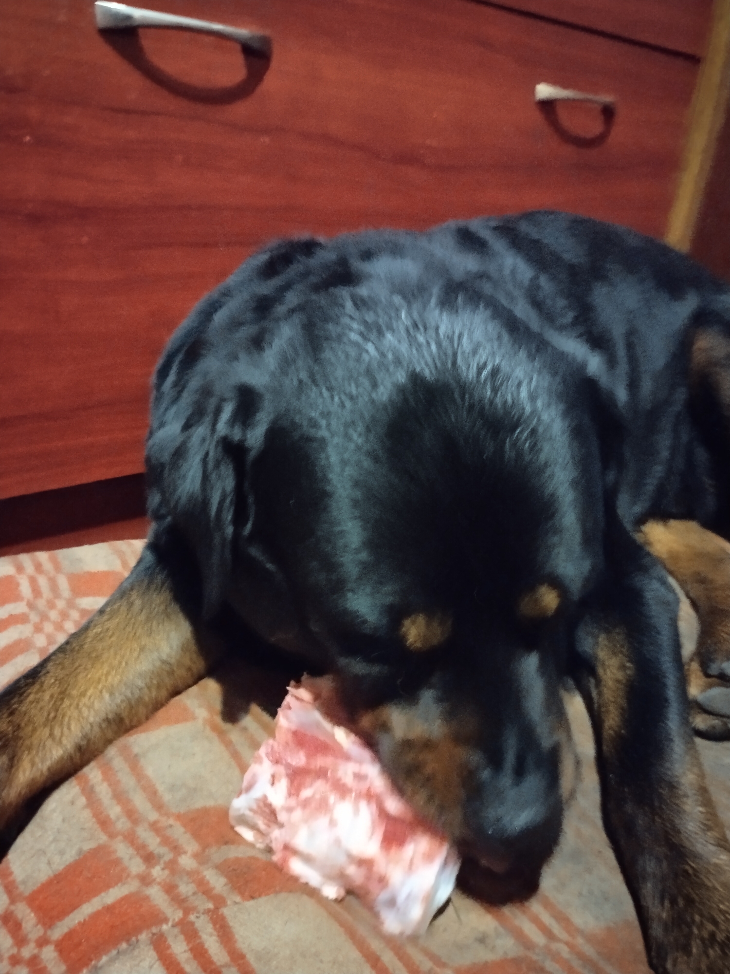 A close-up, slightly low-angle indoor shot captures a black and tan dog, likely a Rottweiler, intently chewing on a raw piece of meat or bone. The dog's body is mostly black with distinctive tan markings visible on its legs and around its muzzle and eyes. It is lying down on a patterned blanket or mat, which features an orange and off-white checkered design. The raw meat in its mouth is bloody and has visible white fat or connective tissue.
In the background, behind the dog, is dark brown wooden furniture, possibly a cabinet or dresser, with two metallic, arch-shaped pull handles clearly visible. The lighting is somewhat dim, suggesting an indoor evening setting or a poorly lit room. The dog's expression is focused and engaged with its food, indicating contentment or concentration on its meal. There is no visible text in the image. The scene conveys a moment of a pet enjoying a natural treat in a domestic setting.