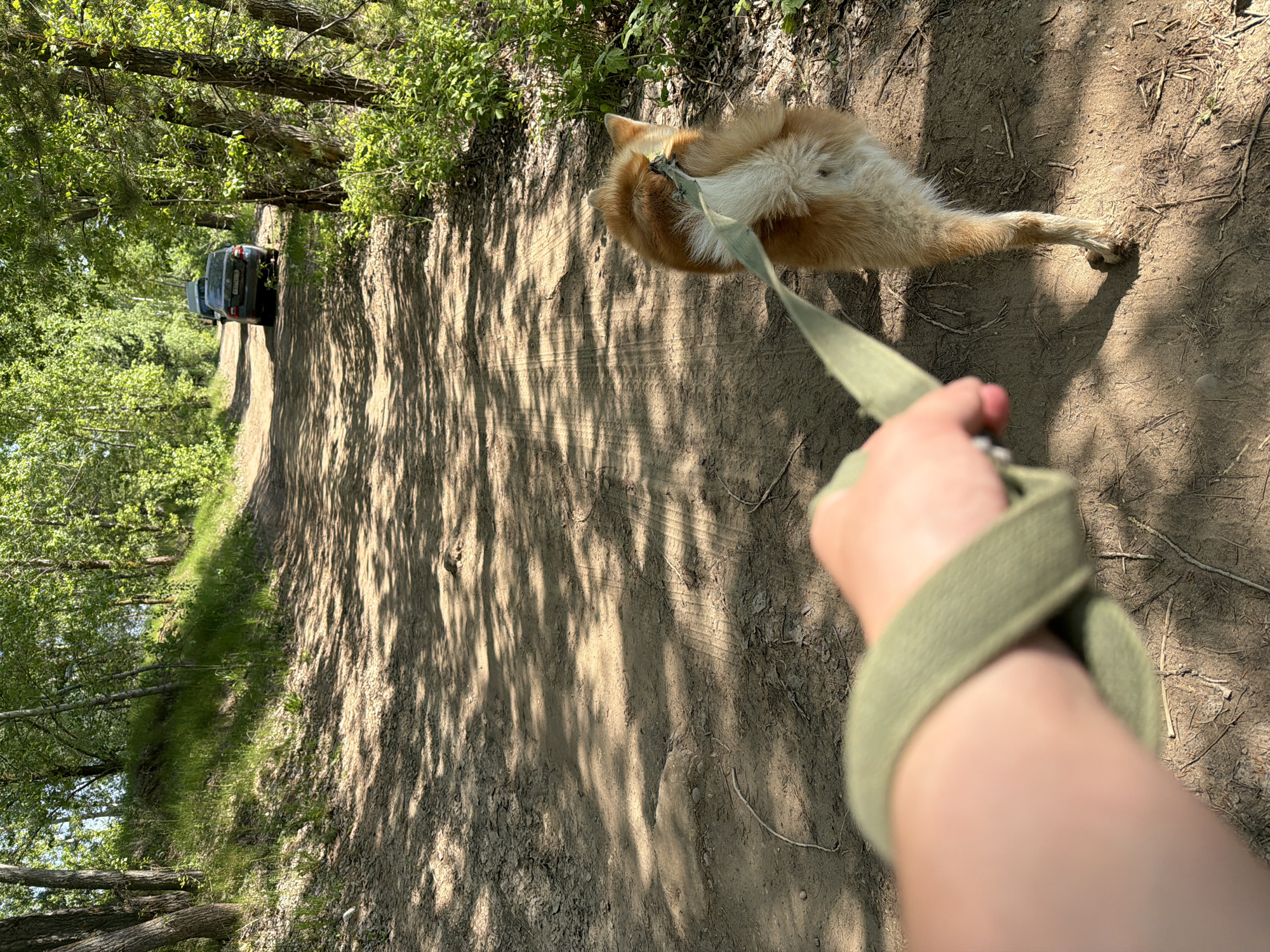 A first-person perspective image depicts a person holding a green leash attached to a dog lying on a dirt path. The dog, appearing to be light brown and white, is lying on its back. The path is lined with trees and foliage on both sides. In the distance, a black vehicle is visible on the path. The location is the city of Noviy, Russia.