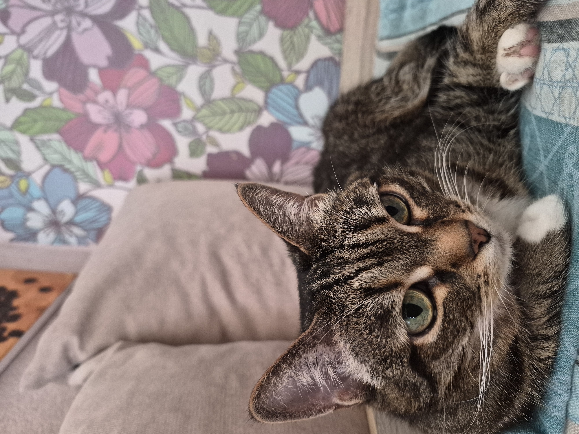 A close-up shot features a tabby cat with green eyes. The cat is lying on its side, facing the camera. The cat's paw is visible, resting on a blue-and-white patterned surface. The background includes a floral-patterned wallpaper in shades of pink, purple, blue, and green, along with a beige pillow. The location and city are unknown.
