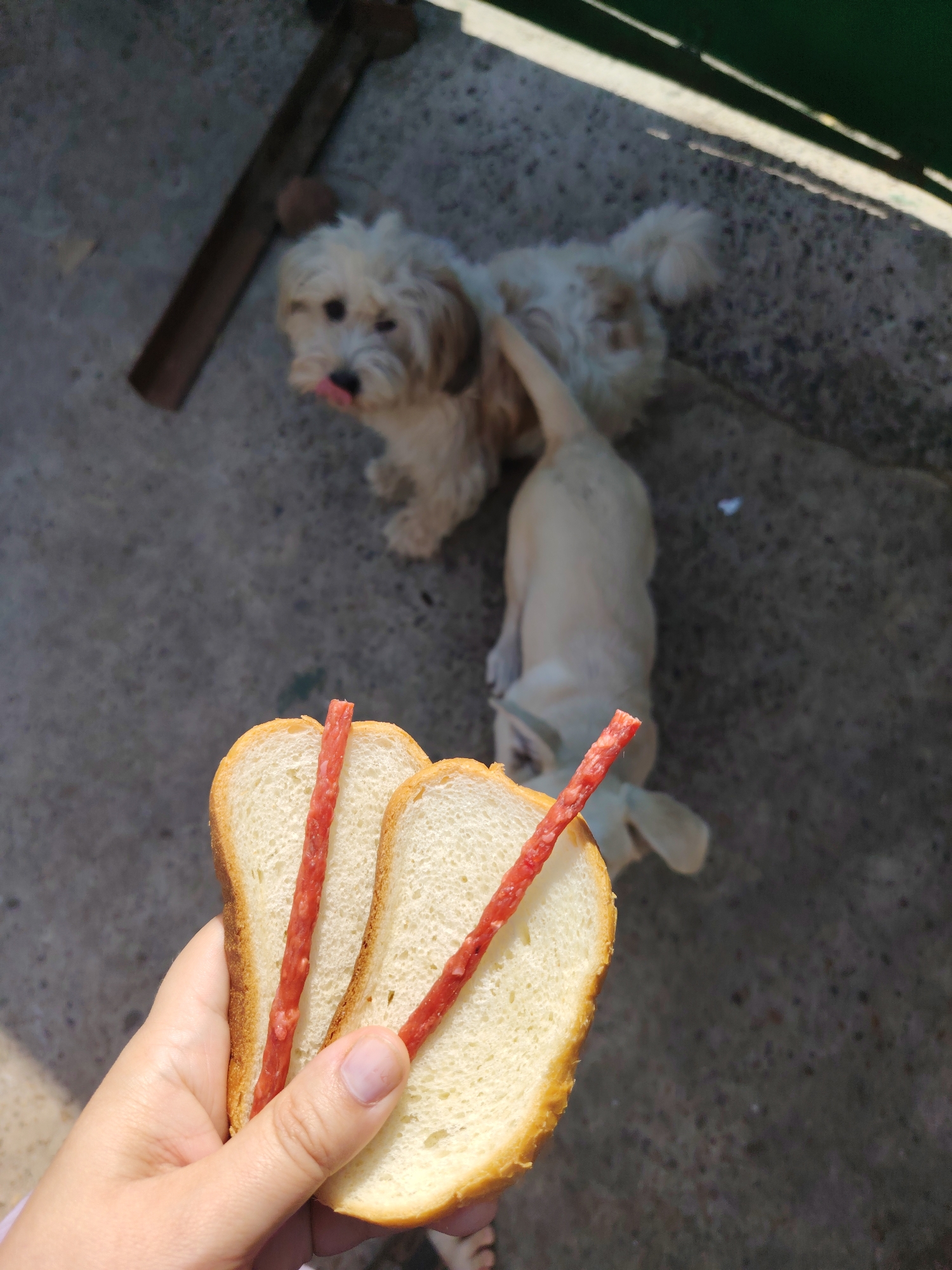 An outdoor, sunny, close-up shot shows a person's hand holding two slices of white bread with what appear to be two slender, red sausages or meat sticks protruding from them. In the background, out of focus, are two small dogs on a concrete surface. One dog, a light brown and white shaggy breed, is looking at the viewer with its tongue slightly out. Another dog, a light-colored, slender breed, is facing away from the camera, lying down on the ground with its head towards the viewer. The ground appears to be a rough, grey concrete surface, possibly a sidewalk or patio, with some debris and shadows suggesting an outdoor urban environment. A dark brown, rough wooden object is visible in the upper left corner. The overall scene suggests a casual interaction, possibly feeding the dogs, in a residential or public outdoor area.