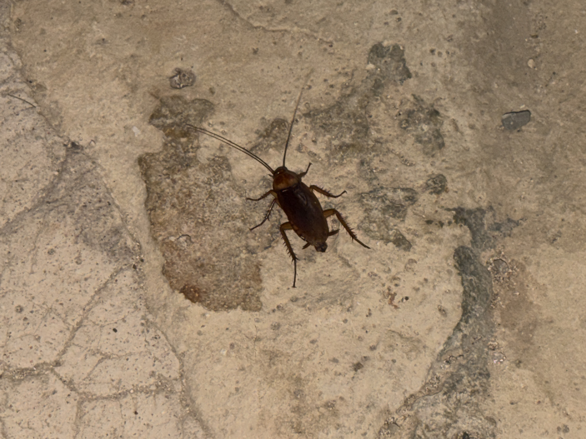 A cockroach is on a concrete surface. The location in the city of Alcúdia, Spain, is not discernible from the image.