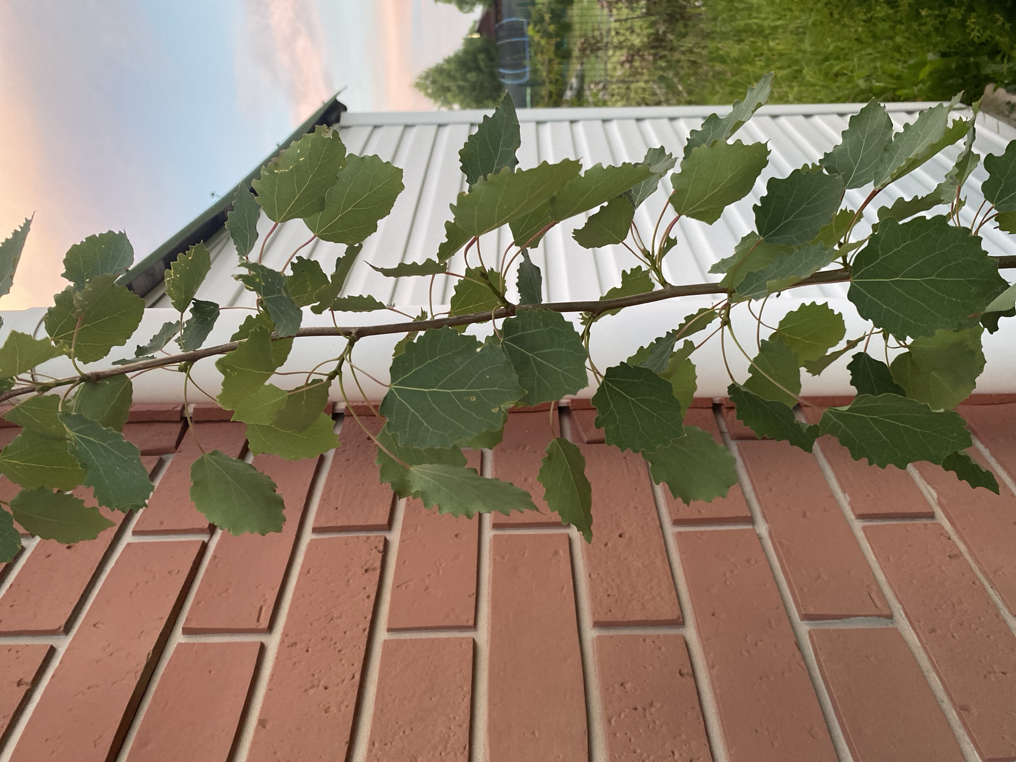 A young sapling with green, heart-shaped leaves with serrated edges grows vertically beside a white downspout. The sapling is positioned against a reddish-brown brick wall on the left side of the frame and a white vinyl-sided building on the right. In the background, a grassy yard is visible with hints of trees and a trampoline. The sky above displays a soft, pastel sunset with hues of pink and blue. The scene appears to be set in a residential area of Bol'shoe Zaborod'e, Russia, judging by the typical architectural styles and landscaping elements. There are no people or animals visible in the image.
