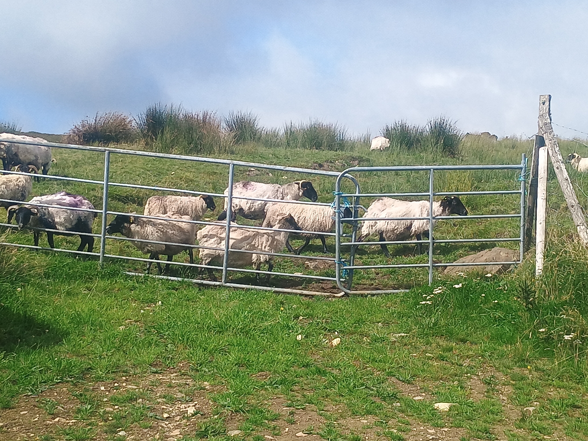 A flock of sheep is gathered in a grassy field behind a metal fence. The sheep are mostly white with some black markings on their heads and legs. They are standing, lying down, and grazing. The field is green with patches of brown earth and scattered rocks. In the background, there are bushes and a cloudy blue sky. The scene appears to be a rural or pastoral setting.