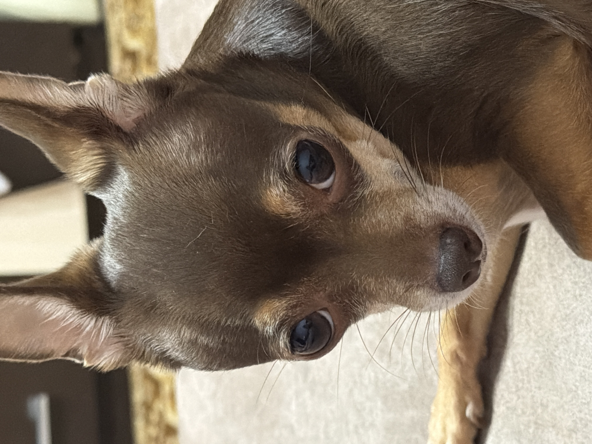 A close-up, eye-level, medium shot captures a brown chihuahua dog with large, dark eyes and erect ears. The dog is lying down on a textured, light-colored surface that appears to be a sofa or rug. The background is softly blurred, suggesting a shallow depth of field, with hints of warm tones and light sources. The lighting is moderate, highlighting the dog's facial features and fur texture. The overall impression is of a relaxed and attentive canine subject. The location is Unknown, Unknown.