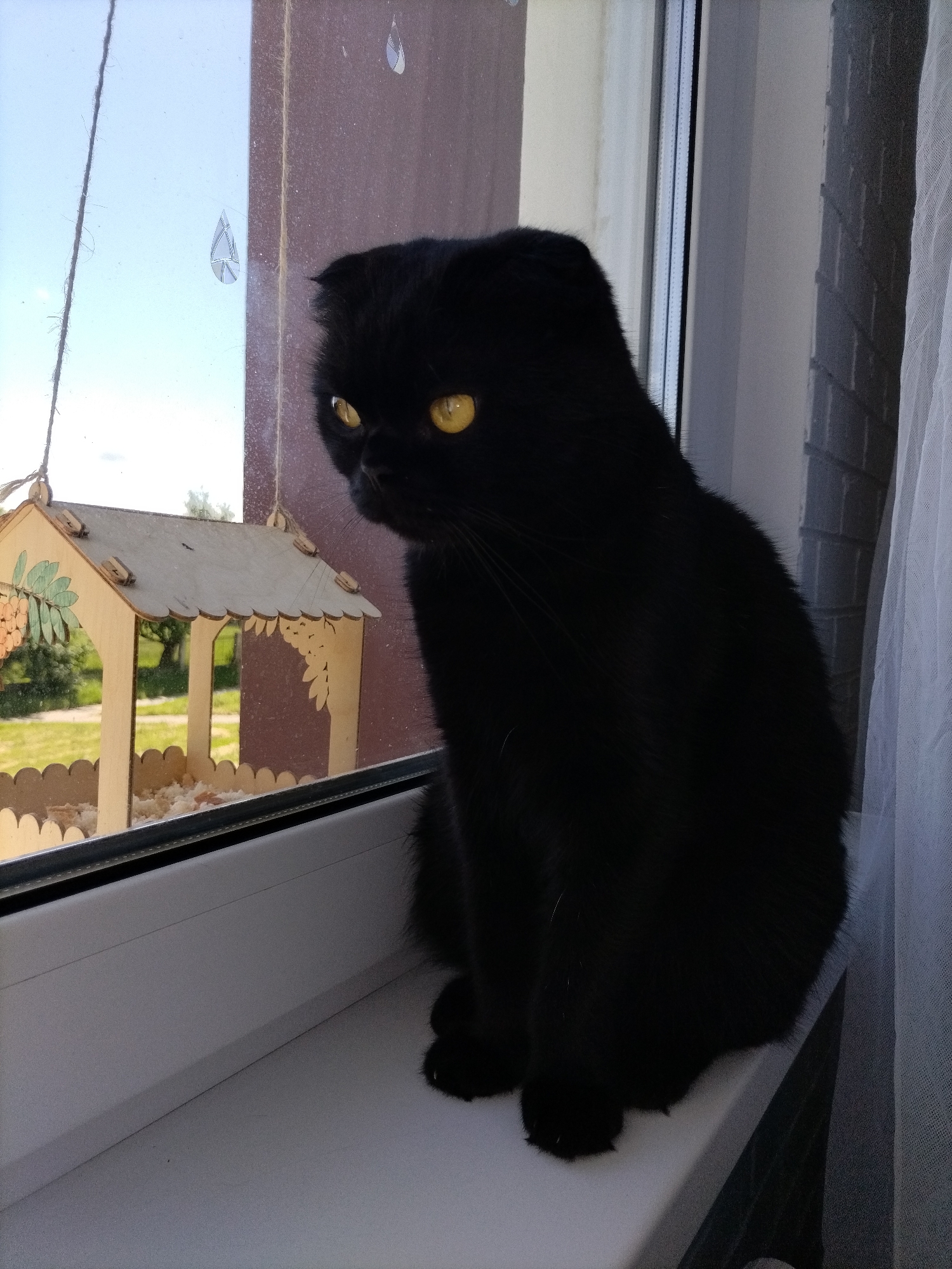 A black Scottish Fold cat with yellow eyes sits on a white windowsill, looking out a window. To the left of the cat, hanging from a string, is a small wooden bird feeder filled with food. Outside the window, a grassy area with trees is visible under a clear sky. To the right of the cat, a sheer white curtain hangs down. The scene appears to be in an urban environment, possibly in the city of Smalyavichy, Belarus, given the presence of a residential window and the typical appearance of Belarusian architecture and vegetation.