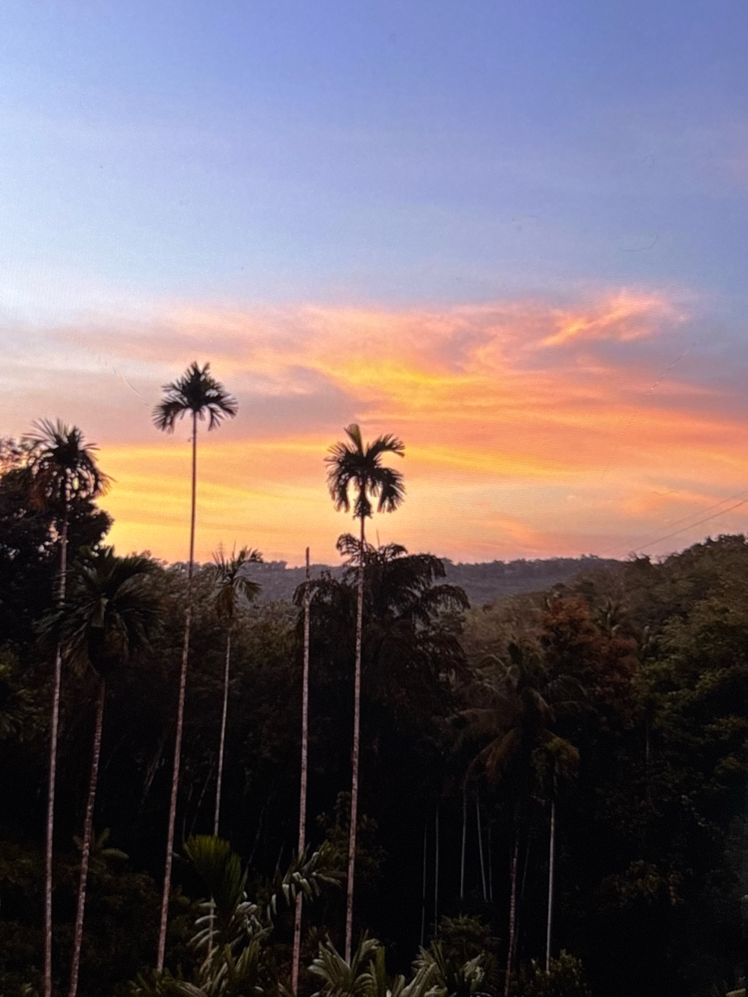 A digital photograph captures a tropical landscape at sunset, with a vibrant orange and pink sky streaked with wispy clouds. Silhouetted against this dramatic sky are several tall palm trees with fronds fanned out at their tops. In the foreground and mid-ground, dense, dark green foliage and more palm trees create a lush, tropical environment, suggesting a location with a warm climate. The background features a range of hills covered in dark vegetation. The image is taken from an elevated perspective, looking out over the tropical canopy. The scene does not depict any specific recognizable landmarks of Hyderabad, India.