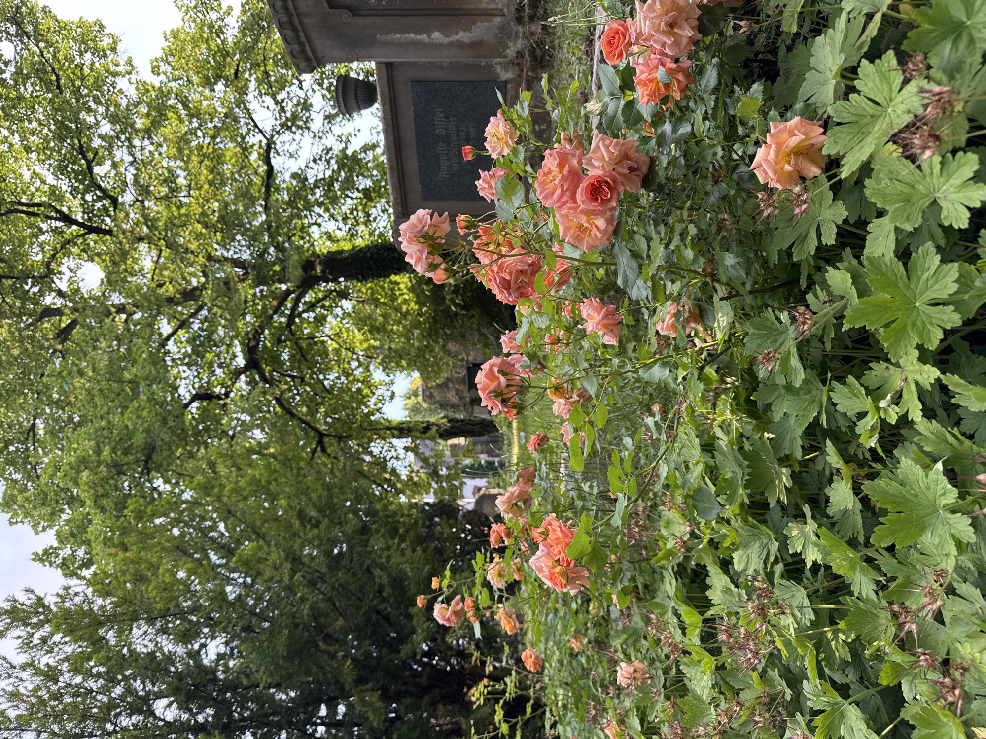A low-angle, medium shot captures a vibrant bed of pink and peach roses in full bloom, interspersed with lush green foliage. The roses, with their delicate petals, dominate the foreground, creating a soft and romantic atmosphere. In the background, a gravestone with inscriptions is partially visible, hinting at a cemetery setting. The scene is framed by tall trees, their leaves casting dappled shadows, and the sky above is a soft, overcast grey. The overall impression is one of natural beauty juxtaposed with a somber, historical reminder.