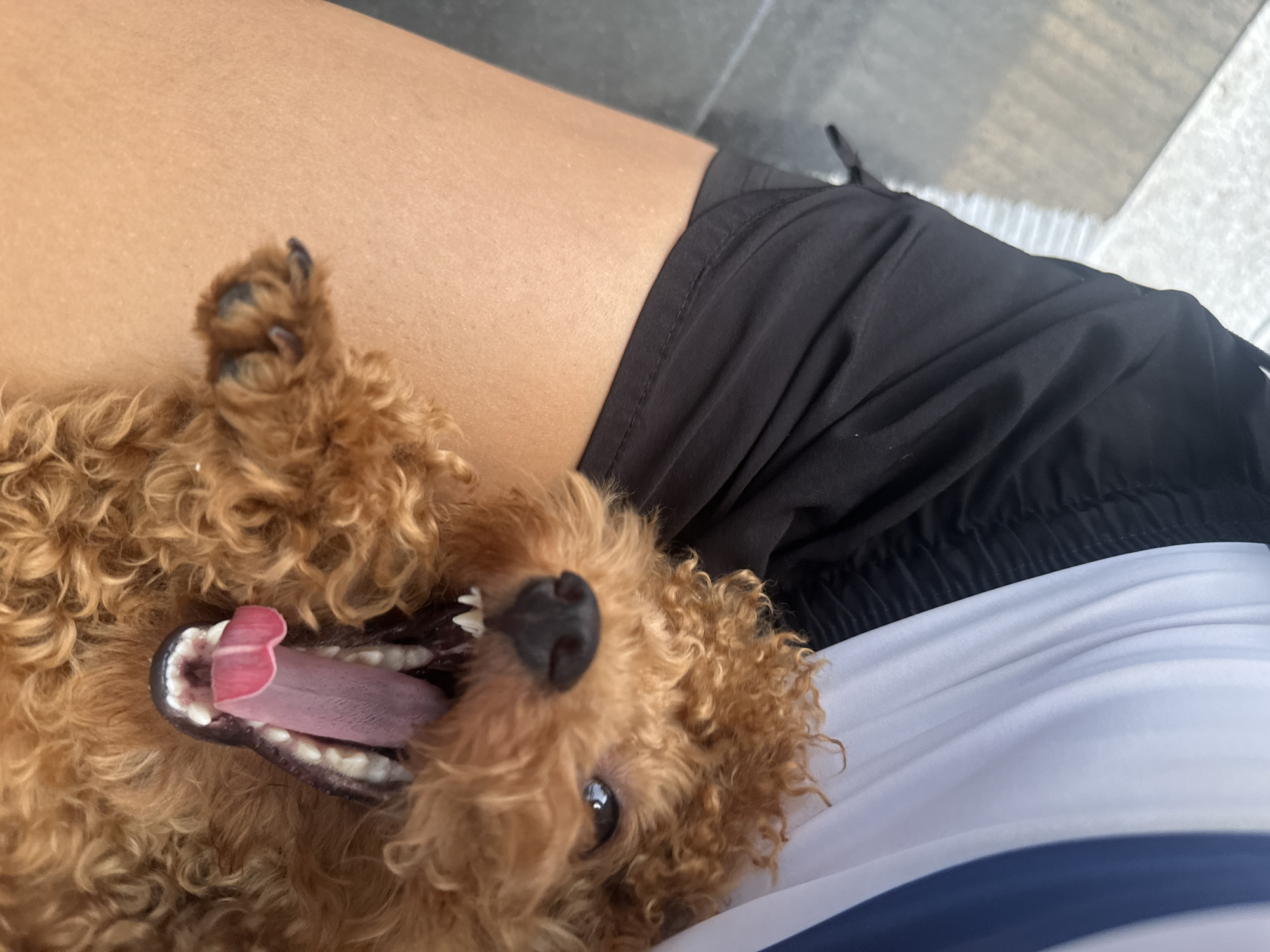 A brown poodle lies belly-up on a person's lap. The dog has its mouth open wide, revealing its pink tongue and teeth. The person is wearing black shorts and a white shirt with a dark blue stripe. The scene is outdoors in Bac Nha Trang Ward, Vietnam, as indicated by the concrete ground in the background.
