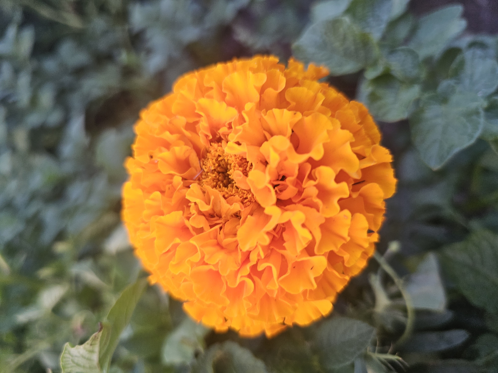 A close-up, high-angle shot shows a vibrant orange marigold flower in full bloom. The flower's petals are tightly packed and ruffled, creating a spherical shape with a textured surface. The center of the flower has a slightly darker, more intricate pattern. The background is a soft blur of green foliage, suggesting the flower is growing outdoors in a garden. There are no people or specific landmarks identifiable in the image. The image is a naturalistic depiction of a single flower, devoid of any urban context or specific geographical markers that would place it in Kamen-na-Obi, Russia, or any other city.