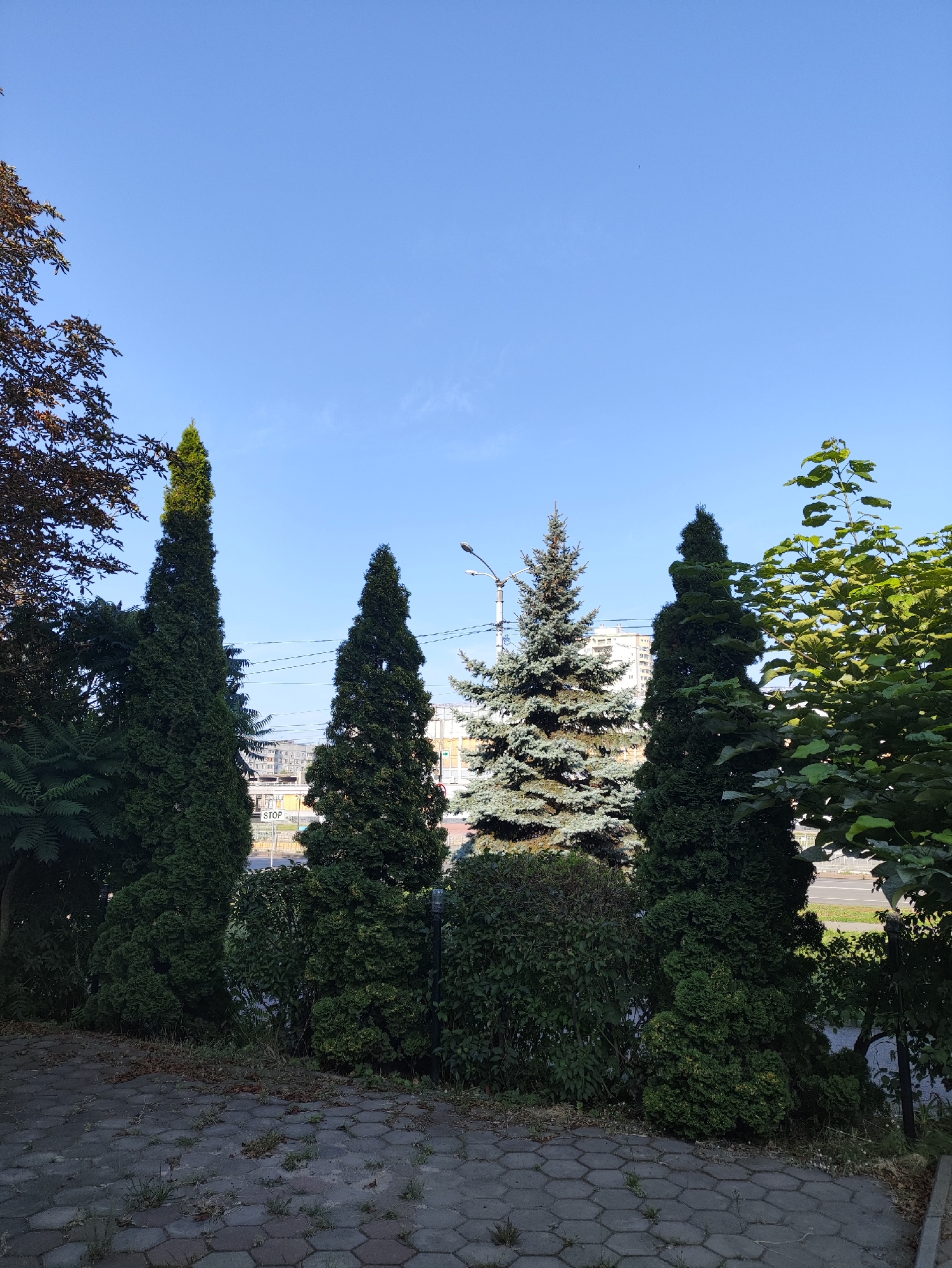 A wide, low-angle shot captures a clear blue sky above a line of coniferous trees and bushes. The trees, varying in height and density, are arranged in a row, with the tallest cypress-like trees dominating the foreground. Behind them, a larger spruce tree stands out, its needles a lighter shade of green. In the background, low-rise buildings, some with visible windows and balconies, are partially obscured by the foliage. A traffic light and streetlights are visible above the trees. The foreground features a paved area with a hexagonal tile pattern, interspersed with small patches of grass and fallen leaves, suggesting a public space or park. The scene is set in a city environment, with hints of urban infrastructure like power lines and a stop sign.