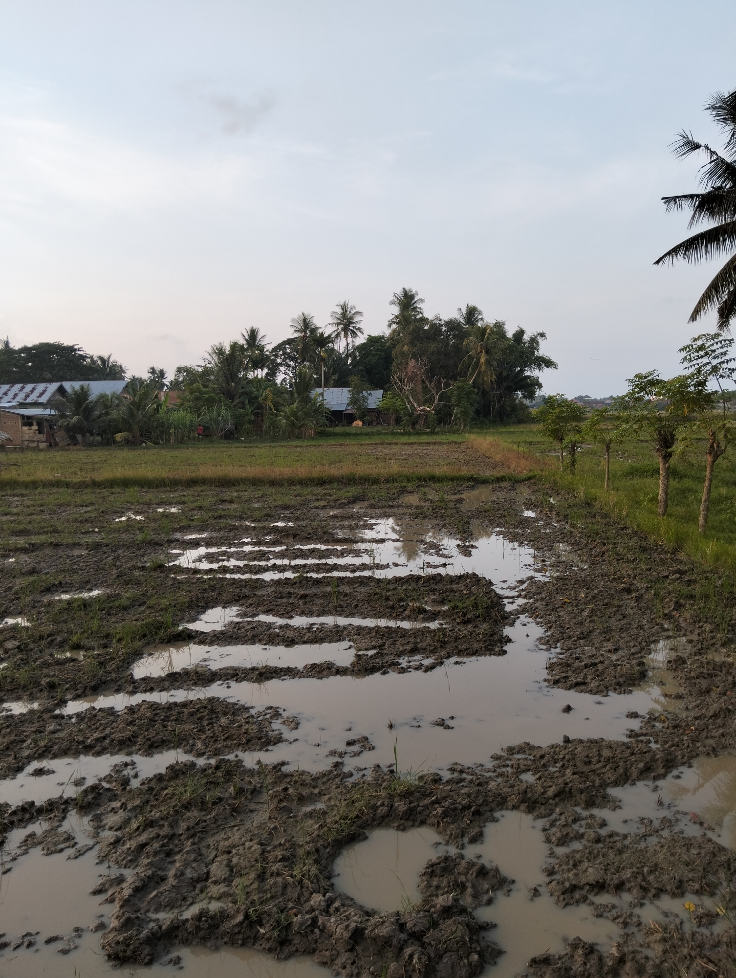 A photograph taken in Pulorungkom, Indonesia depicts a muddy, flooded rice paddy in the foreground. The field is uneven with mounds of dark brown mud interspersed with shallow pools of murky water. Some sparse green grass is visible growing in patches. In the middle ground, a line of young trees with thin trunks and sparse foliage stands to the right of the paddy. Beyond the trees and paddy, the scene transitions to a more cultivated area with more vegetation, including palm trees and other dense foliage. Several small buildings with corrugated metal roofs are visible amongst the trees, suggesting a rural or semi-rural residential area. The sky above is overcast with a pale, diffused light, indicating either early morning or late afternoon. The overall impression is one of a rural landscape undergoing agricultural activity.