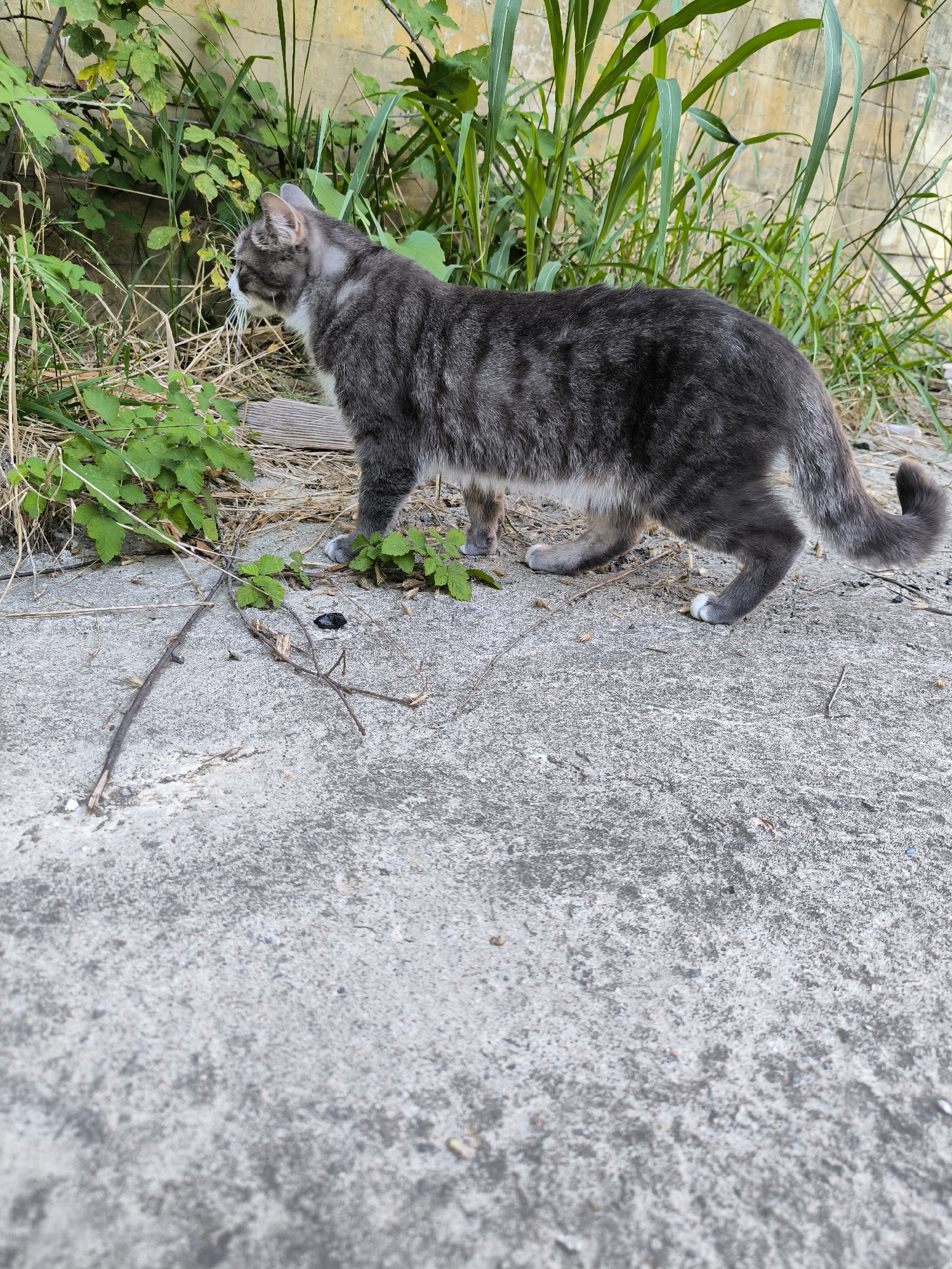 A medium shot shows a grey and white tabby cat standing on a concrete surface with green foliage and a beige wall in the background. The cat is facing left, with its tail curved upwards. The concrete is textured with small pebbles and scattered debris, including dry leaves and twigs. The foliage consists of broad green leaves and tall, reedy plants. The wall behind the vegetation is weathered and shows signs of discoloration. The image does not provide any specific visual cues that would indicate the location as Sochi, Russia.