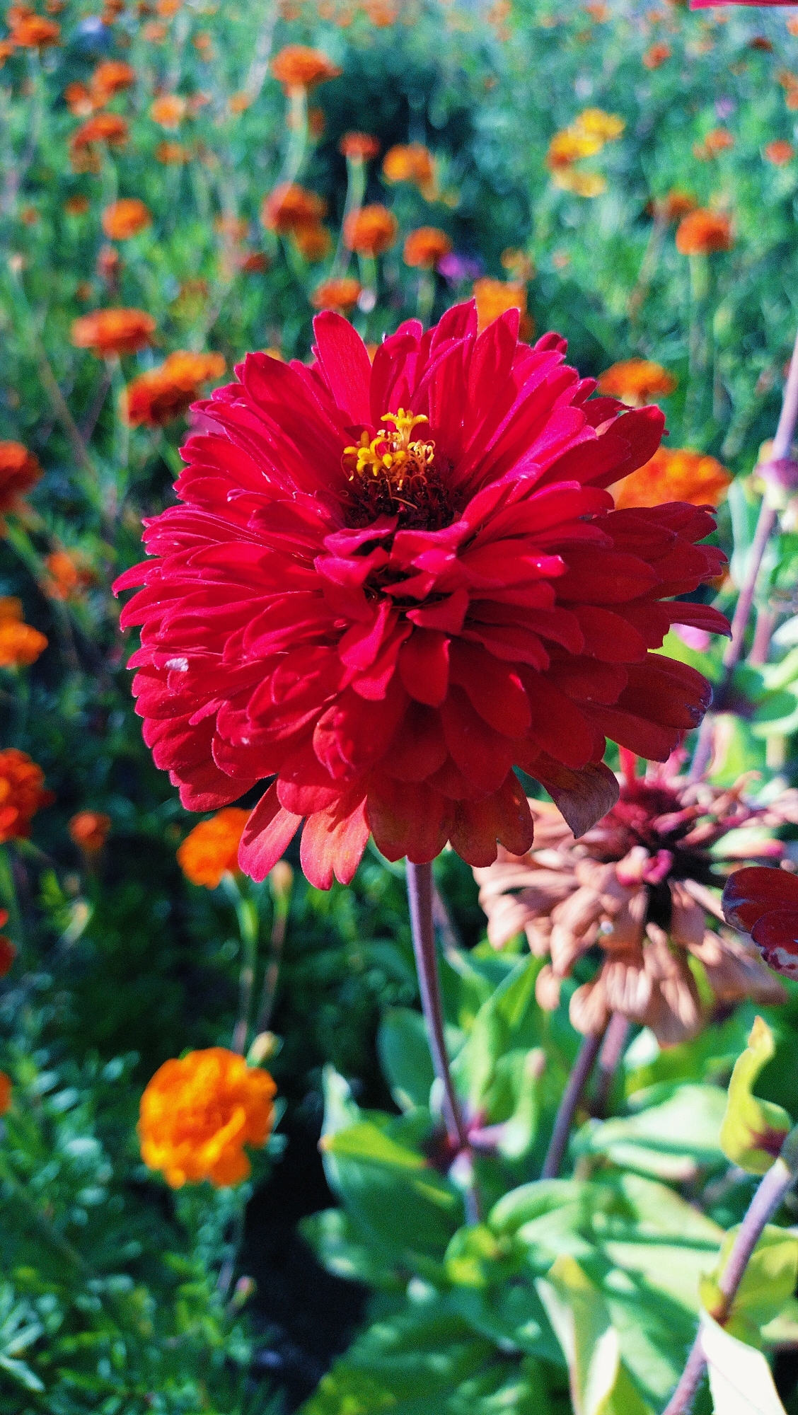 This close-up, vertical shot features a vibrant red dahlia flower in full bloom, dominating the foreground. The dahlia's numerous petals are layered and ruffled, creating a sense of depth and texture. Its center is a cluster of yellow stamens. The flower stands on a slender, purplish stem, with green leaves visible at its base.
In the background, a field of flowers is softly blurred, creating a bokeh effect. Numerous smaller, orange flowers are scattered throughout, interspersed with green foliage. Some of these background flowers appear to be wilting or have already faded, showing brown and dried petals. One such faded flower is visible to the right of the main subject.
The lighting suggests it is daytime, with sunlight illuminating the scene and casting shadows on the petals of the main flower. The overall impression is a lively and colorful garden setting, possibly in Horishni Plavni, Ukraine, during a period of blooming flowers. There is no visible text in the image.
