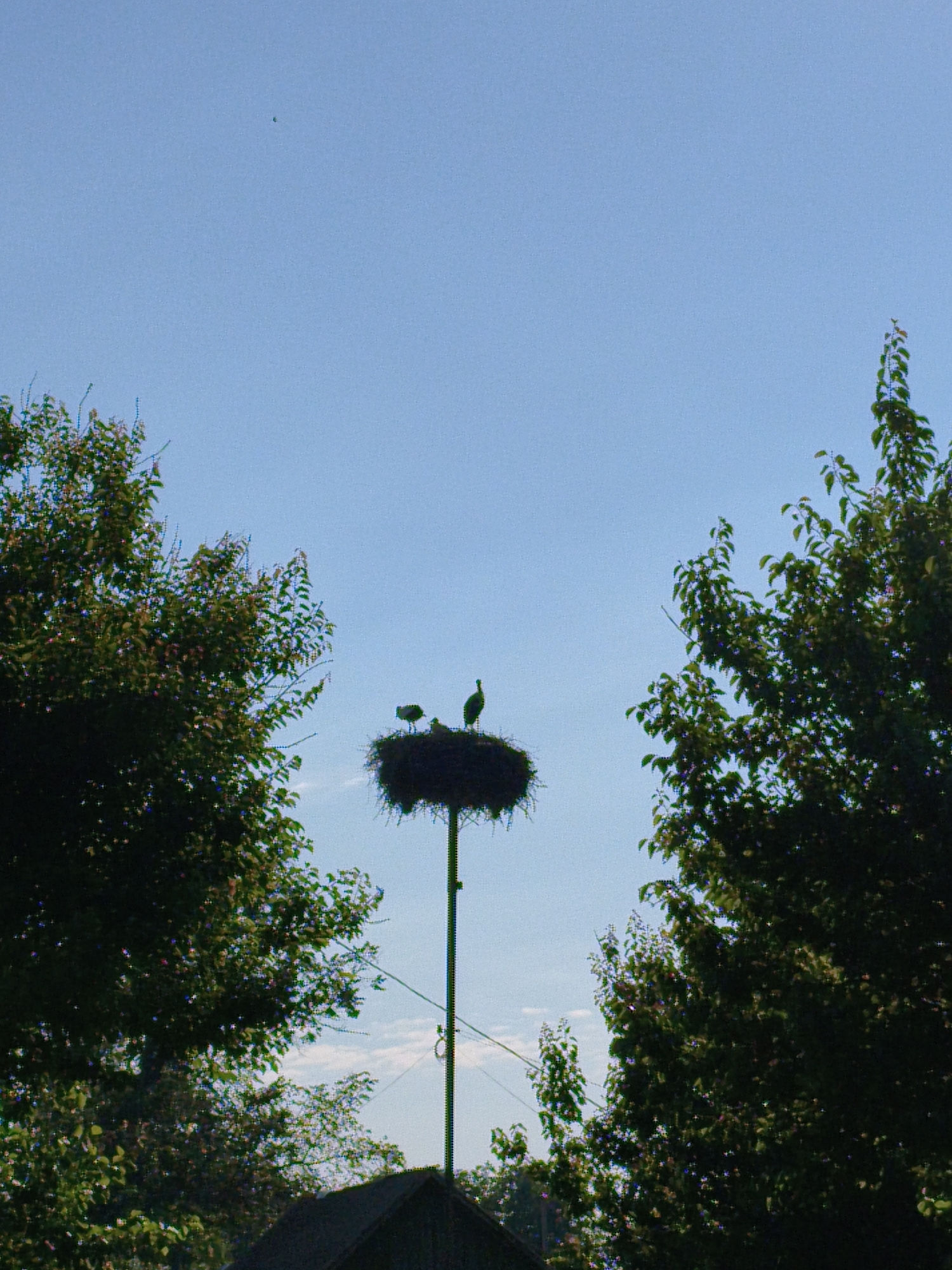 In the city of Ustyvytsia, Ukraine, a silhouetted stork nest sits atop a tall pole against a clear blue sky. Two storks are visible in the nest. The larger stork stands upright on the right, while a smaller stork stands on the left. The nest is surrounded by the dark green foliage of two trees, one on the left and one on the right, framing the central subject. In the distance, a small, dark object, possibly a bird in flight, is visible in the upper left quadrant of the sky. A portion of a dark, sloped roof structure is visible at the bottom of the frame.