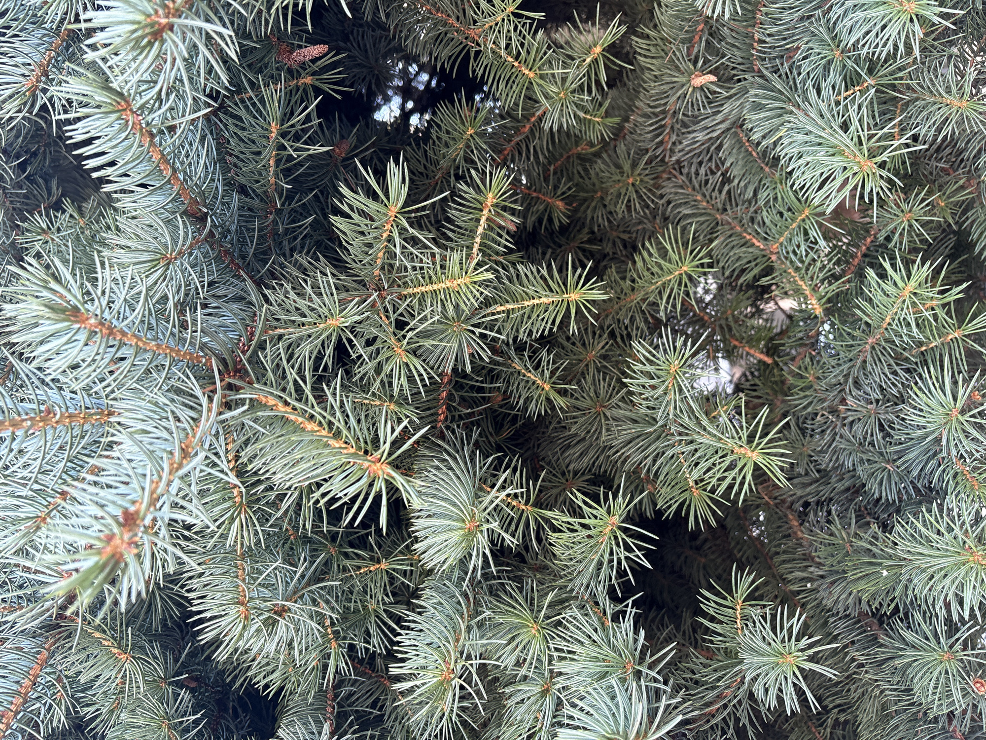 This is a close-up, full frame photograph of a blue spruce tree. The branches and needles fill the entire frame, creating a dense, textured pattern. The needles are a blue-green color, and many are tipped with a lighter, silvery hue. Small, brown pine cones are visible scattered throughout the branches, as well as a few lighter brown stems. The background is dark, suggesting the interior of the tree or a shadowed area. There are no people or animals present. The image is devoid of any context indicating a specific location within Mikhaylovsk, Russia.