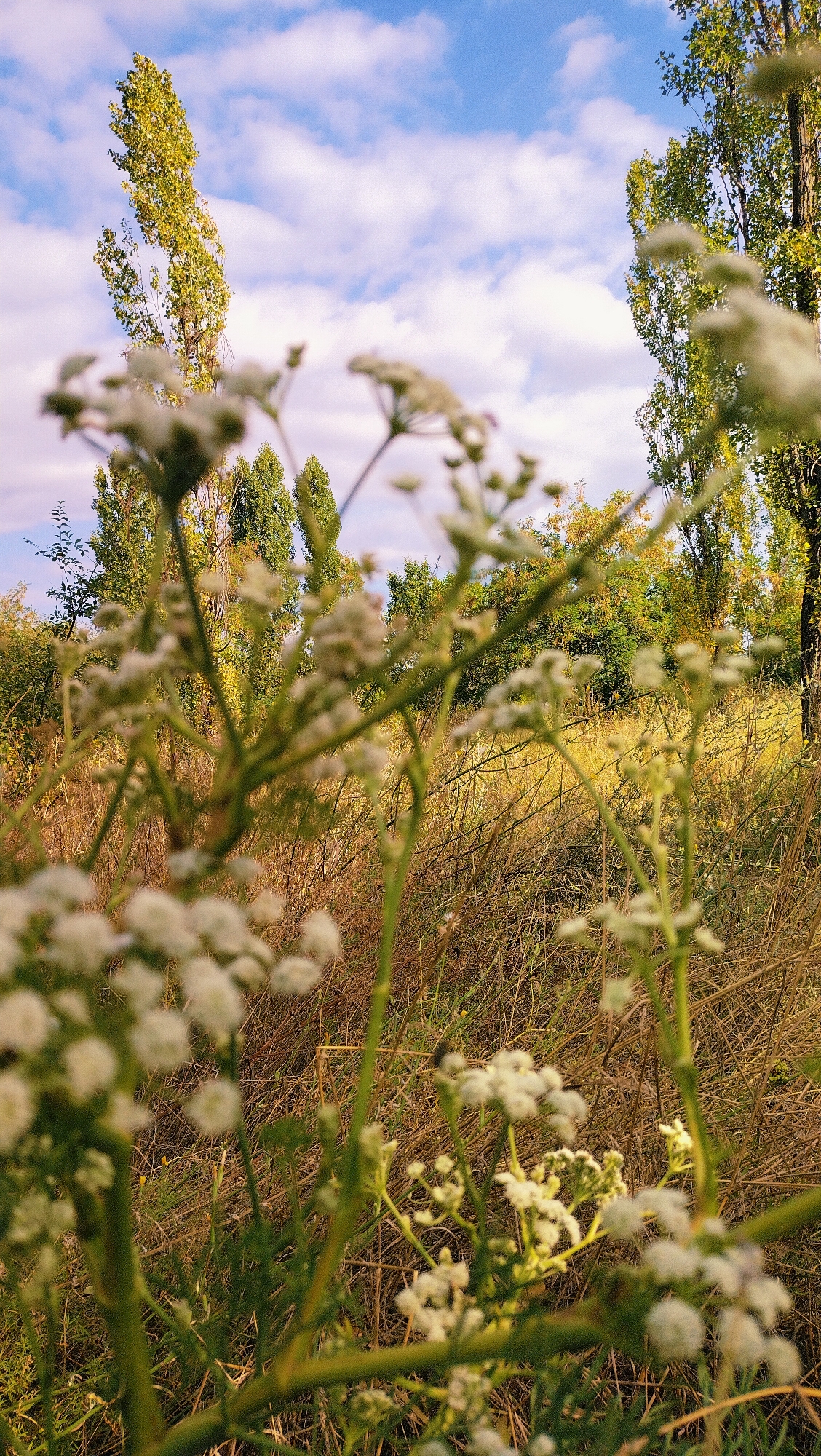 The image depicts a close-up view of white wildflowers in the foreground, with their delicate petals and stems blurred due to the shallow depth of field. Behind the wildflowers, a field of dry, golden grass stretches into the distance, punctuated by tall, leafy trees. The sky above is a vibrant blue, dotted with fluffy white clouds. The scene appears to be a natural, outdoor environment, possibly a park or a meadow. The lighting suggests it is daytime, with the sun casting a warm glow on the landscape. There are no people or animals visible in the image. The overall impression is one of natural beauty and tranquility.