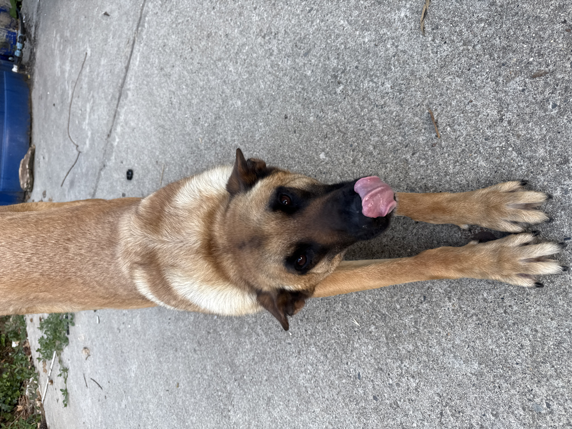 An adult tan and brown dog is in a downward dog stretch position on a concrete surface. The dog's tongue is extended and licking its nose. In the background, there are some green plants and a large blue barrel. The scene appears to be outdoors in an urban or suburban setting, possibly a yard or alleyway, in the city of Kroyanskoye, Russia.