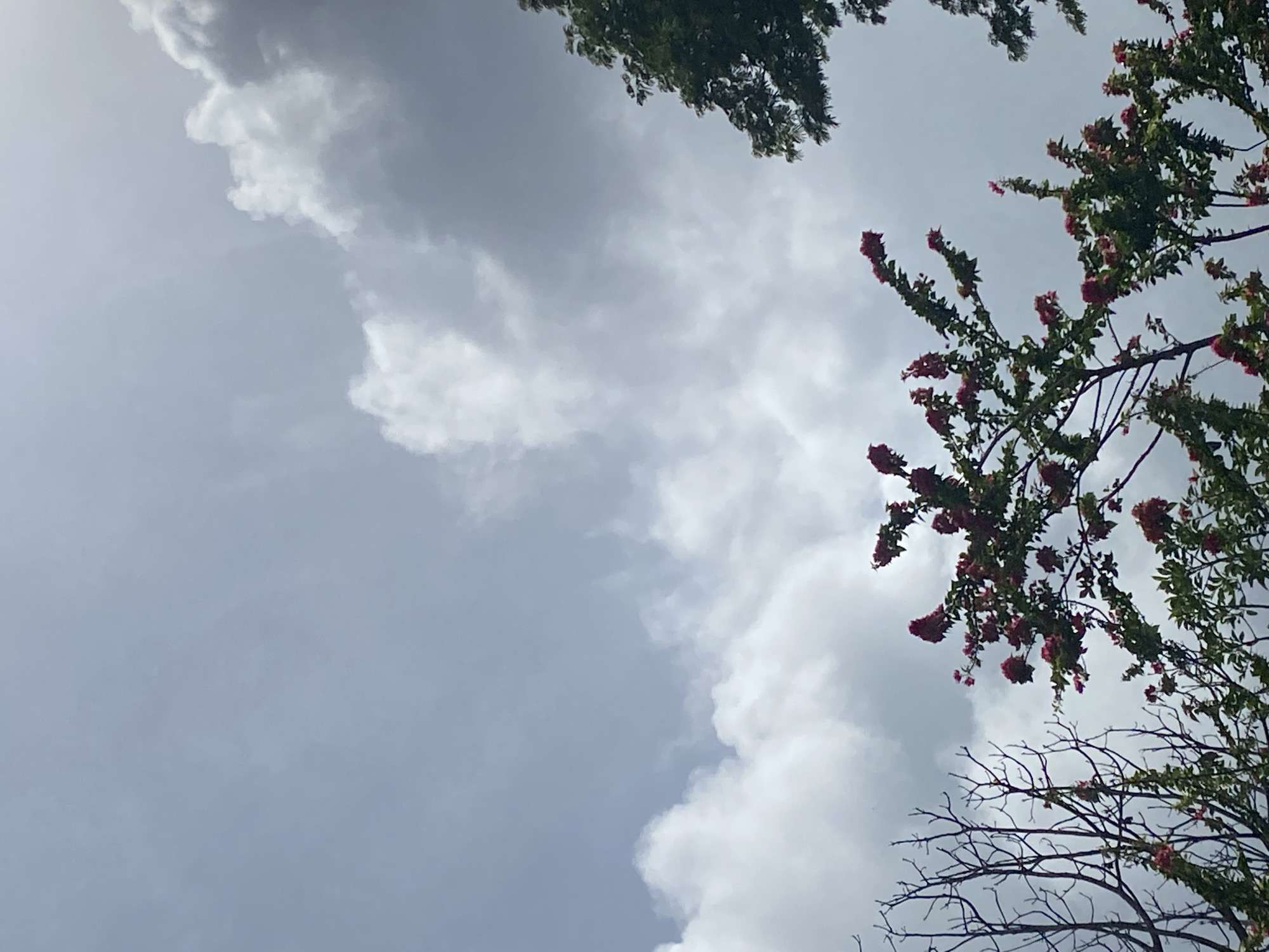The image captures an upward view of the sky, framed by tree branches and foliage, in Tinaquillo, Venezuela. The sky is largely overcast, featuring broad expanses of light grey with prominent, fluffy white and darker grey clouds.
From the top right and central right portions of the frame, several branches with green leaves and clusters of vibrant pink or reddish-purple flowers (likely bougainvillea bracts) are visible, extending into the open sky. Below these, on the lower right, another section of a tree displays numerous bare, intricate branches, creating a striking contrast with the flowering foliage. A dense cluster of dark green leaves from what appears to be a different tree is partially seen in the top central area.
The scene depicts a natural outdoor setting during daytime, under a cloudy sky. There are no people, explicit activities, or visible text present. The overall impression is one of a peaceful, natural environment, with the various forms of tree life contrasting against the expansive sky.