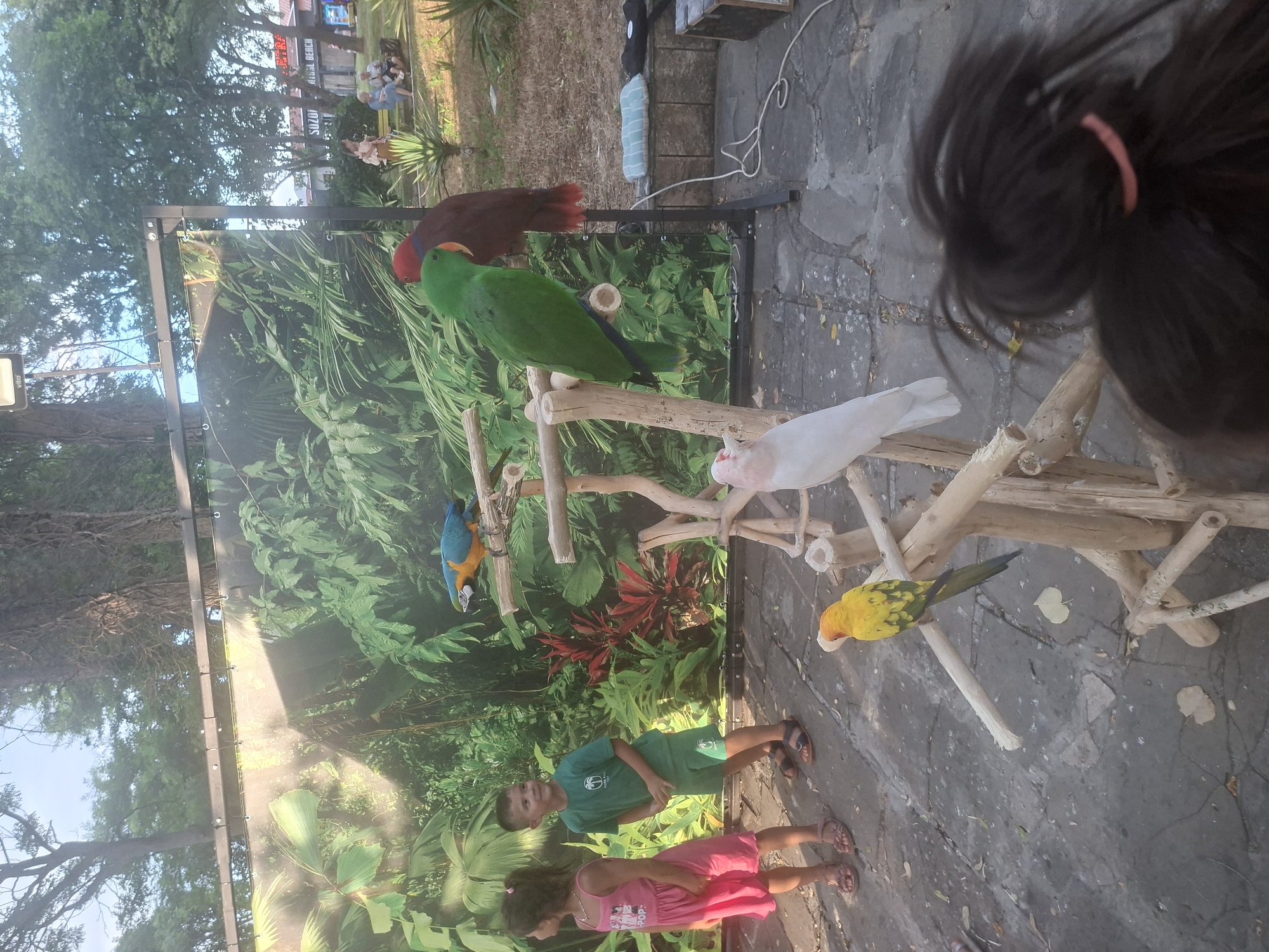 In Sozopol, Bulgaria, an outdoor scene unfolds with a large jungle-themed backdrop. In the foreground, several parrots are perched on a rustic wooden stand. A yellow and green parrot sits on a lower branch, facing left. Above it, a white cockatoo is positioned on another branch, looking left. To the right of the cockatoo, two larger parrots are perched together: a green parrot on the left and a dark red parrot on the right.
To the left of the parrots, a young girl in a pink dress and a boy in a green t-shirt and shorts are standing and looking towards the birds. Behind the children and the parrots, there is a street with people and buildings visible. The general environment suggests a public area, possibly a park or a promenade, given the presence of trees and paved ground.