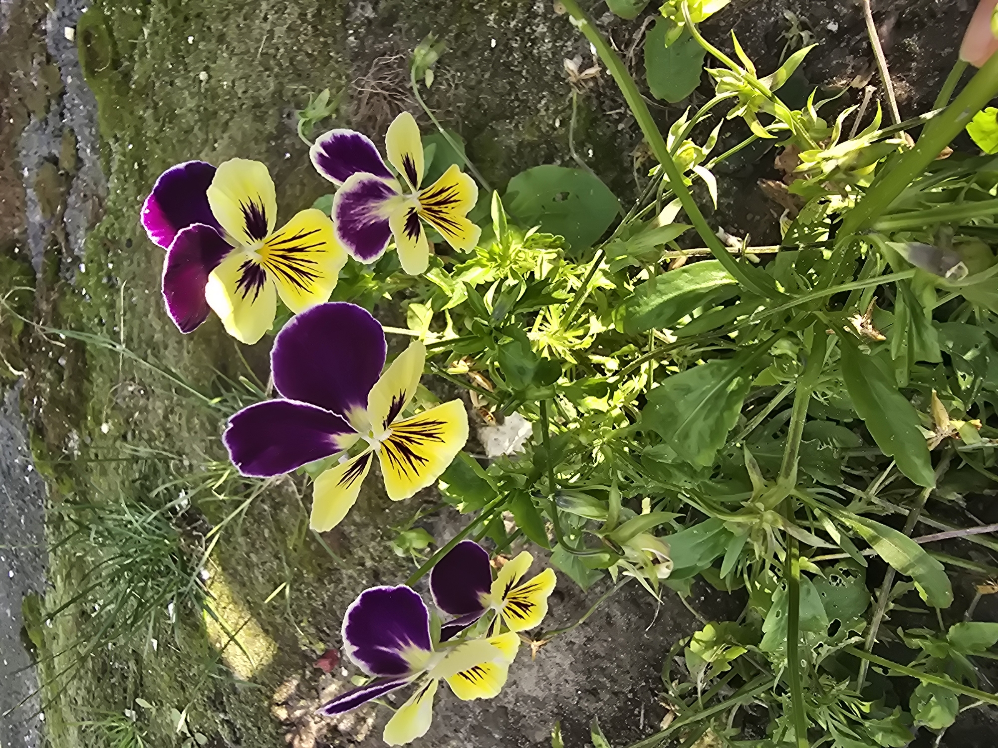 A close-up, eye-level, outdoor shot captures a cluster of vibrant purple and yellow pansies blooming amongst green foliage. The flowers exhibit a distinct bi-color pattern, with deep purple petals edged in a lighter hue and bright yellow lower petals featuring dark purple veining. The background consists of textured, grayish-brown soil and sparse green grass, suggesting a garden bed. The lighting indicates a bright, sunny day, with sunlight casting shadows and highlighting the textures of the plants and ground. The scene is devoid of any human presence or overt human activity. The location is identified as Sofiivska Borshchahivka, Ukraine.
