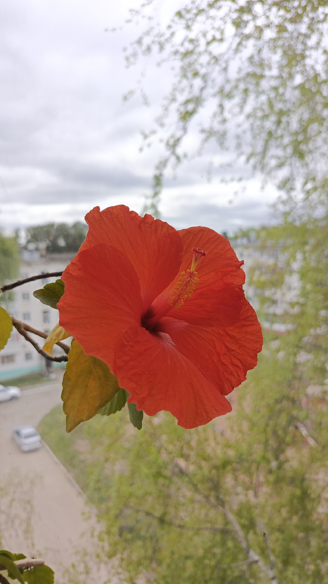 A close-up shot reveals a vibrant red hibiscus flower with a prominent yellow pistil in full bloom, set against a backdrop of an urban landscape in Chaikovsky, Russia. The flower's leaves, some displaying yellowing, suggest a domestic or nurtured environment. In the background, apartment buildings and budding trees are visible, partially obscured by the flower's size and focal point. A road with cars is present, indicating a residential area, all under a cloudy sky. The composition suggests the flower is positioned indoors, possibly on a windowsill or balcony.