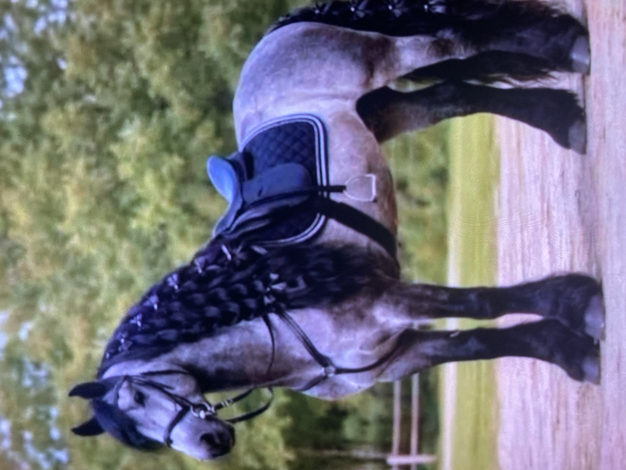 A dappled grey horse stands in a sandy, outdoor area with a blurred green, leafy background. The horse has a long, braided mane adorned with purple accents and a similarly adorned tail. It wears a blue saddle and a black bridle. A wooden fence is visible in the background. The image does not contain any information about the city of Ustyvytsia, Ukraine.